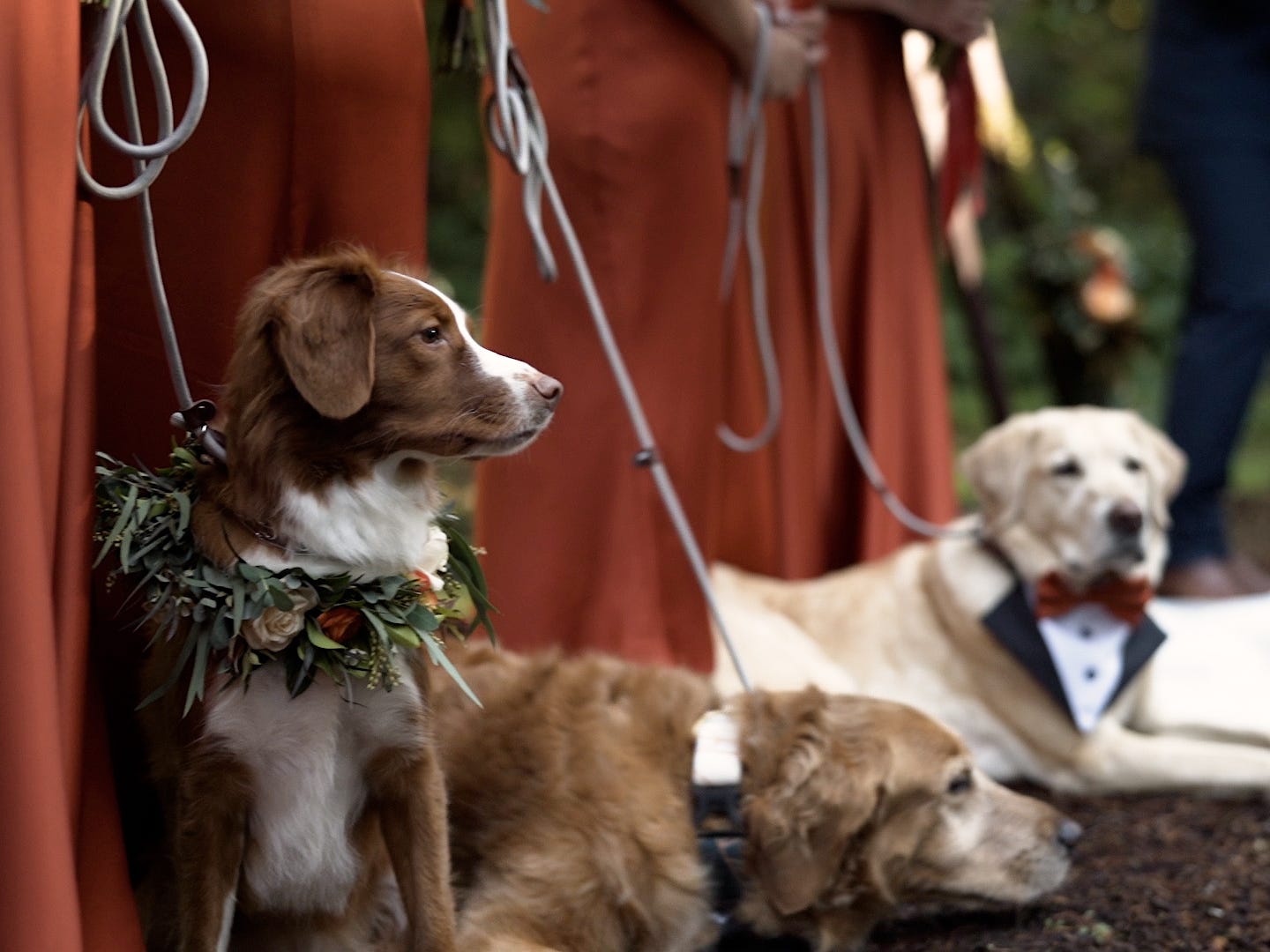 Three dogs laying on the ground while bridesmaids hold their leashes.