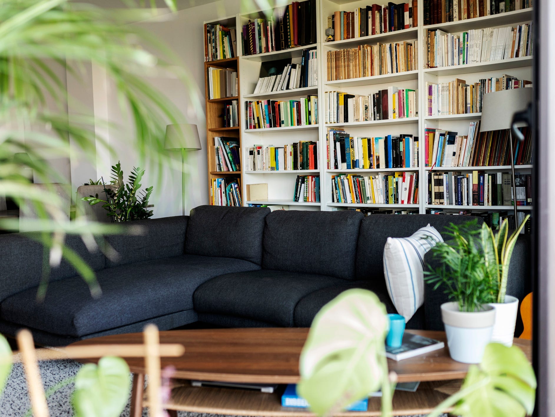 Room with a dark blue couch, plants arranged on the left side of the frame, and a large white built in bookshelf