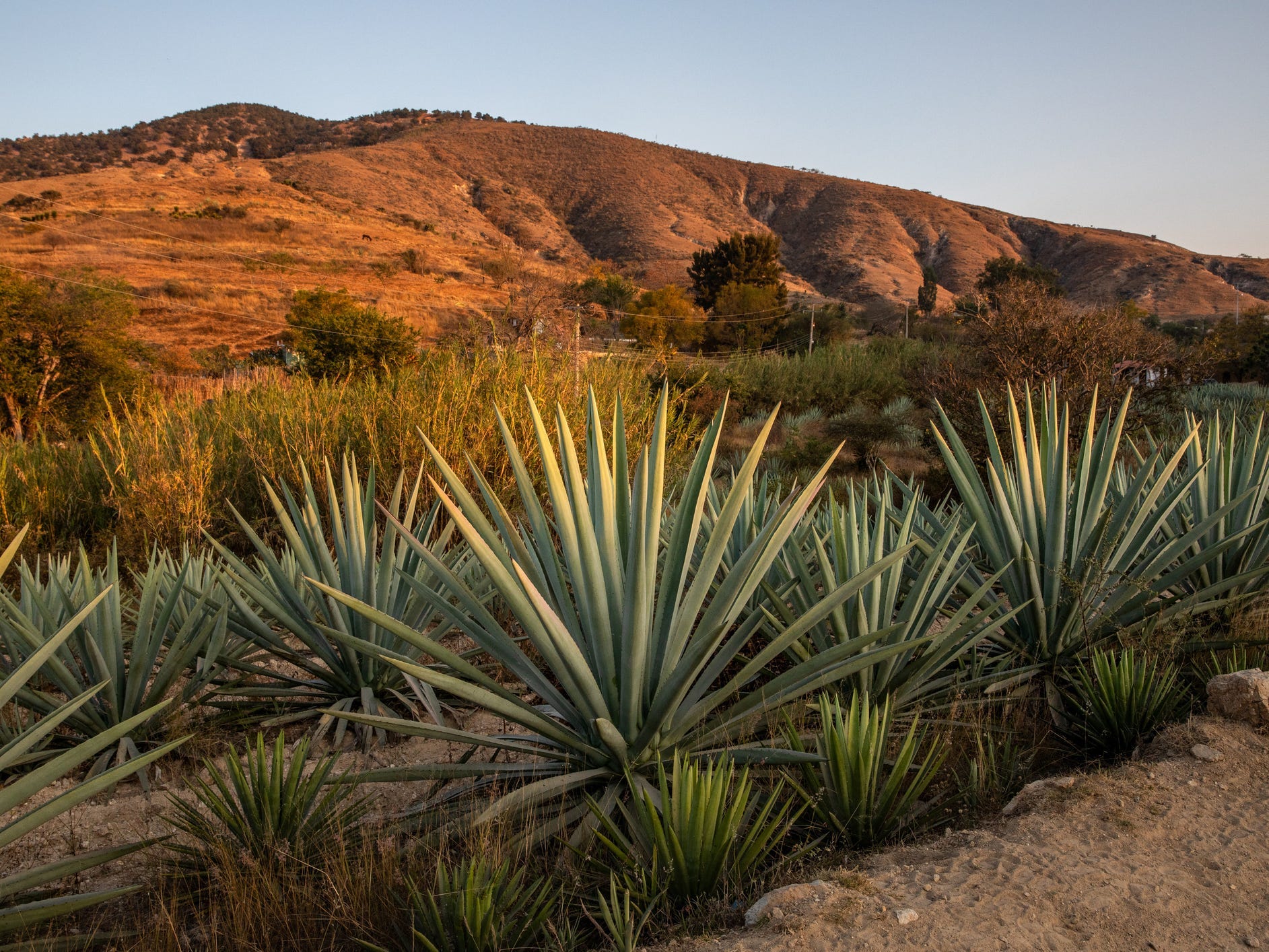 Maguey agave plant in Oaxaca, Mexico