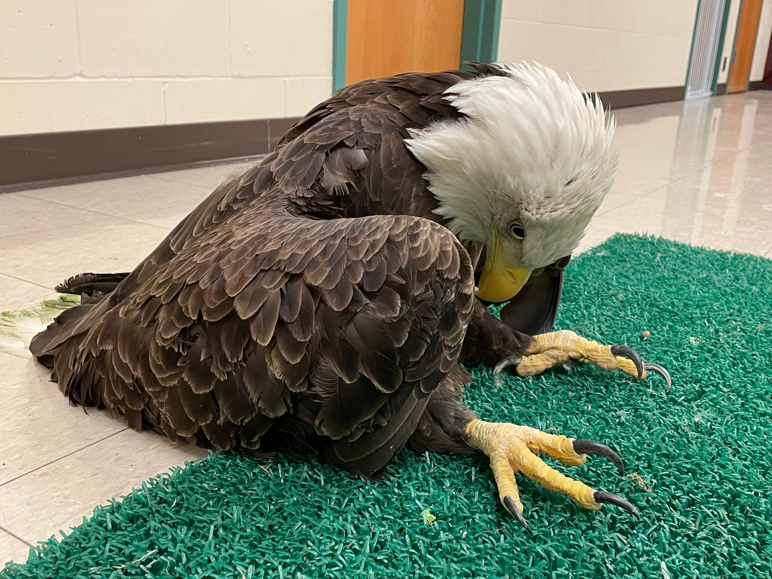 Lead-poisoned bald eagle