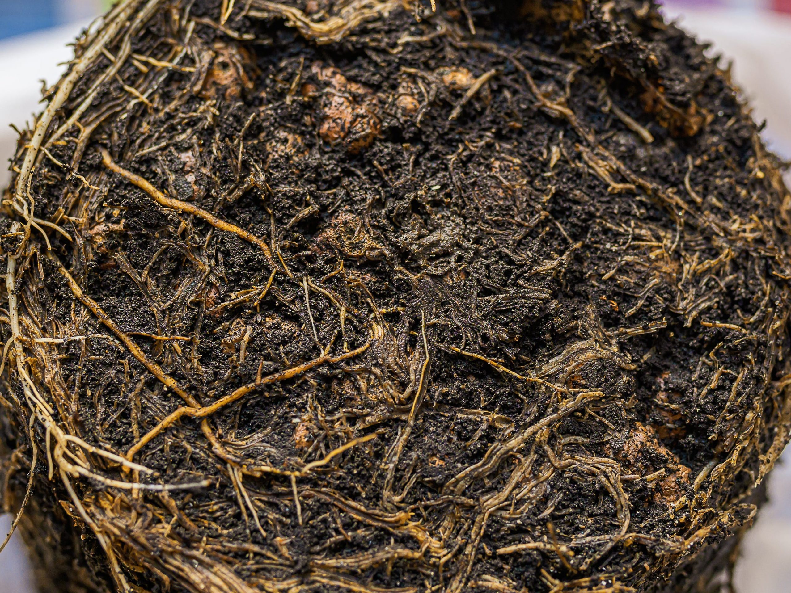 Close of up the bottom of a plant with root rot