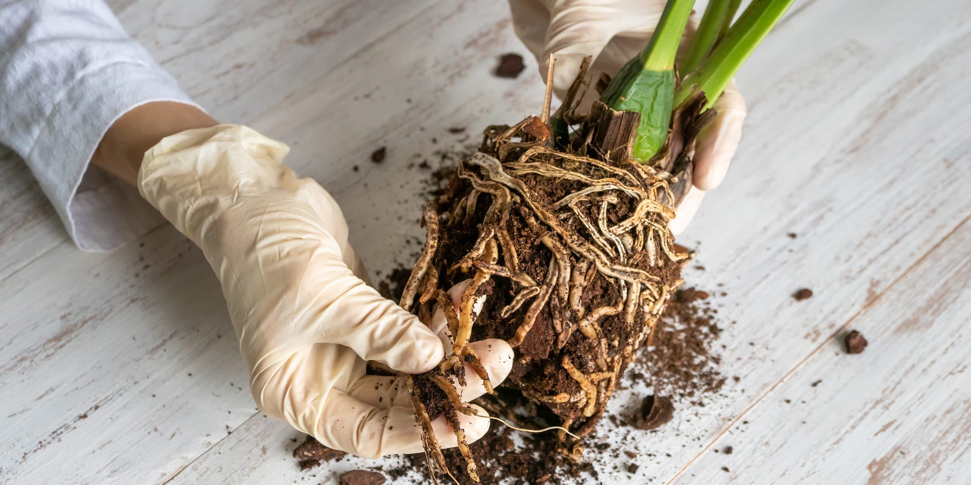 Person holding an unpotted orchid plant with root rot