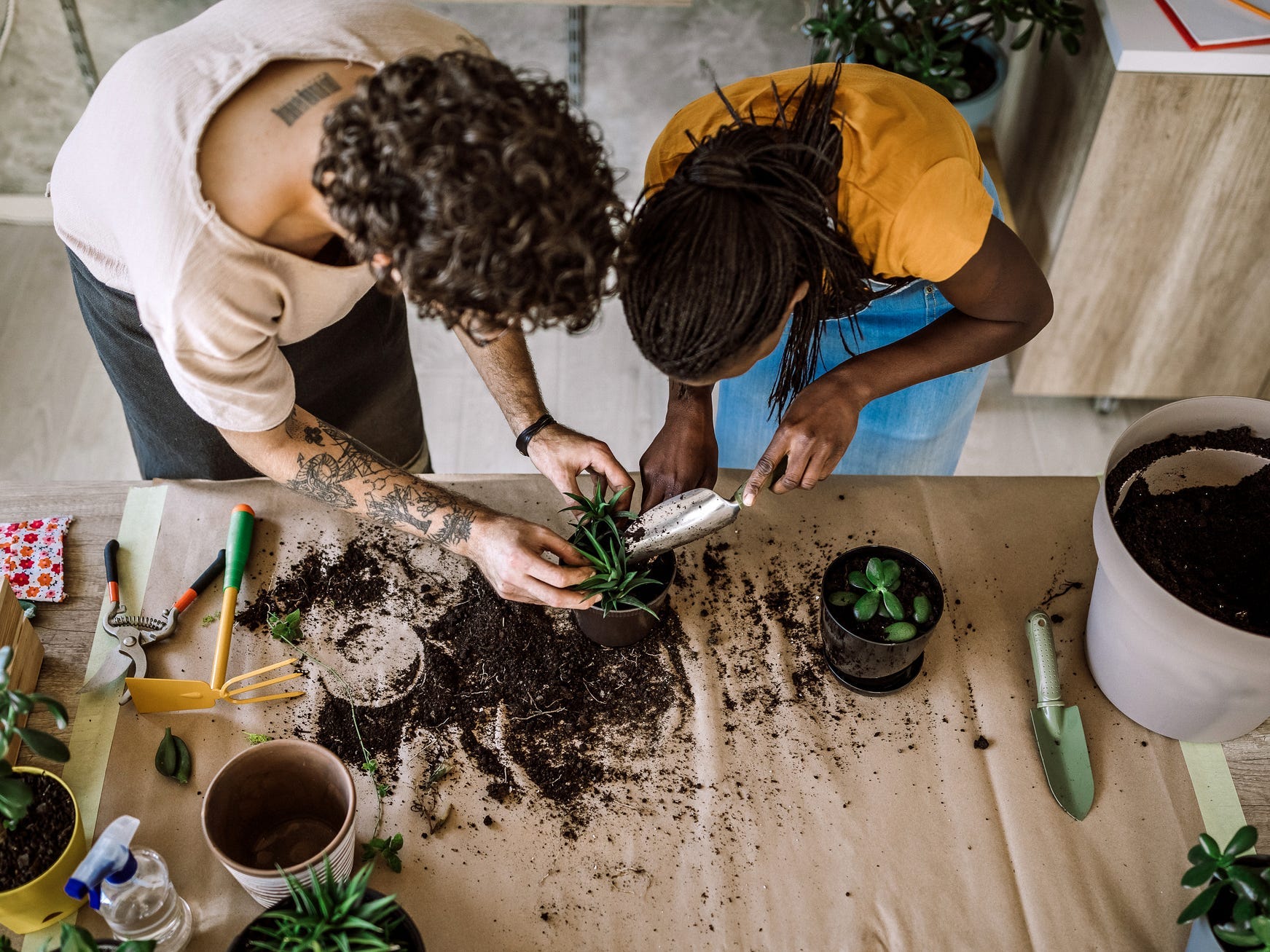 Overhead shot of two people working on repotting a plant.