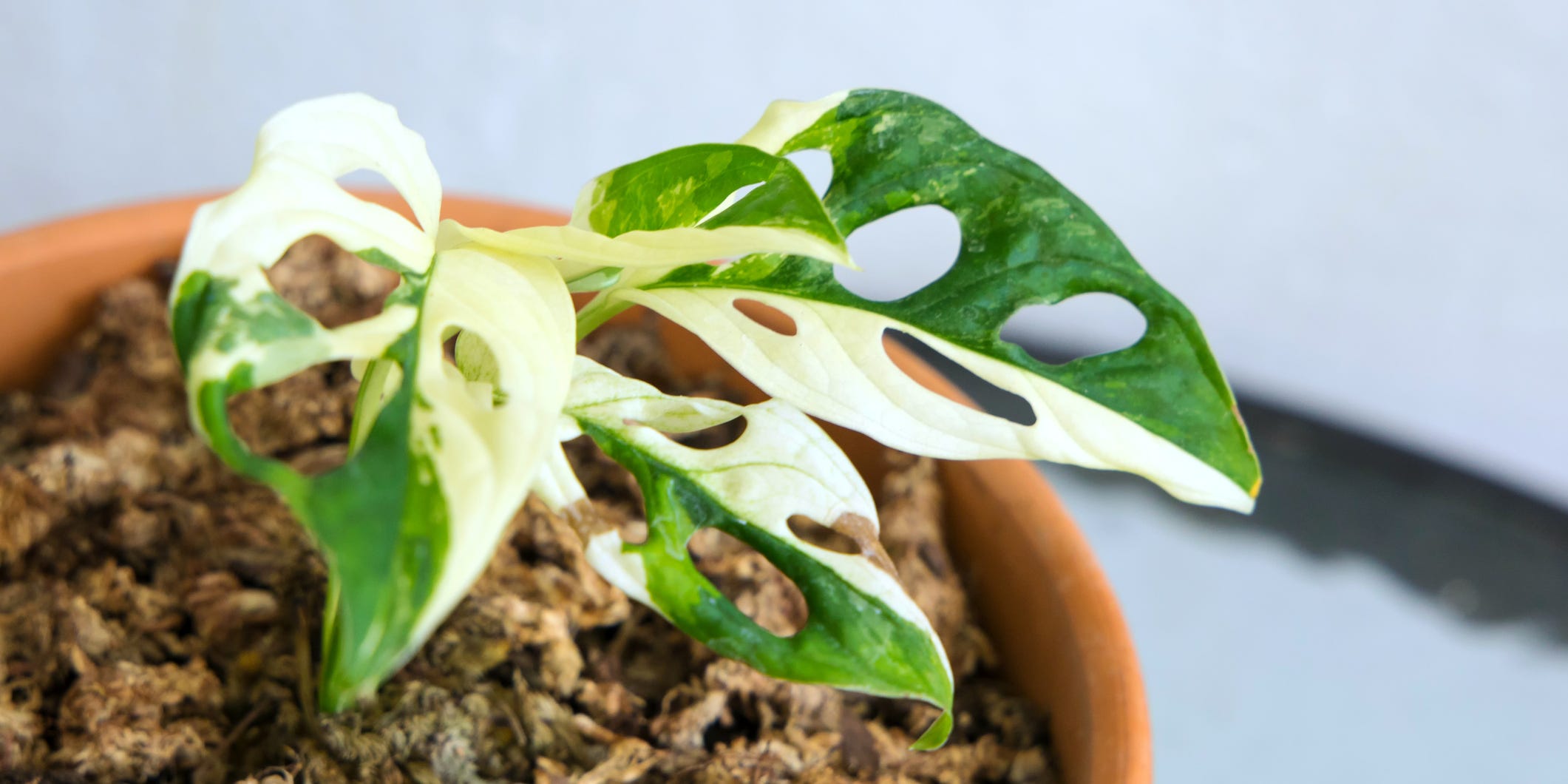 Close up of a potted monstera