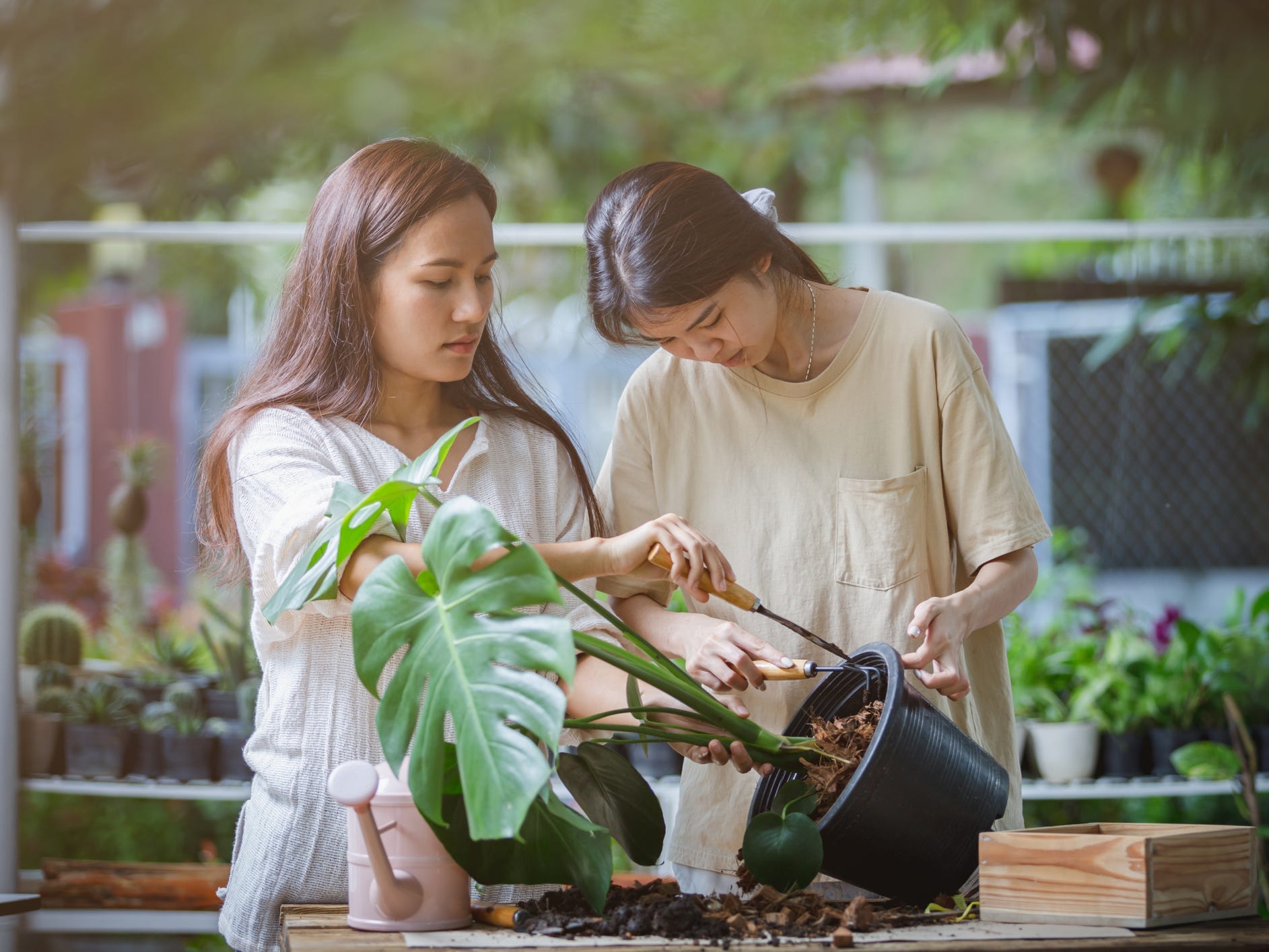 Two people repotting a monstera plant