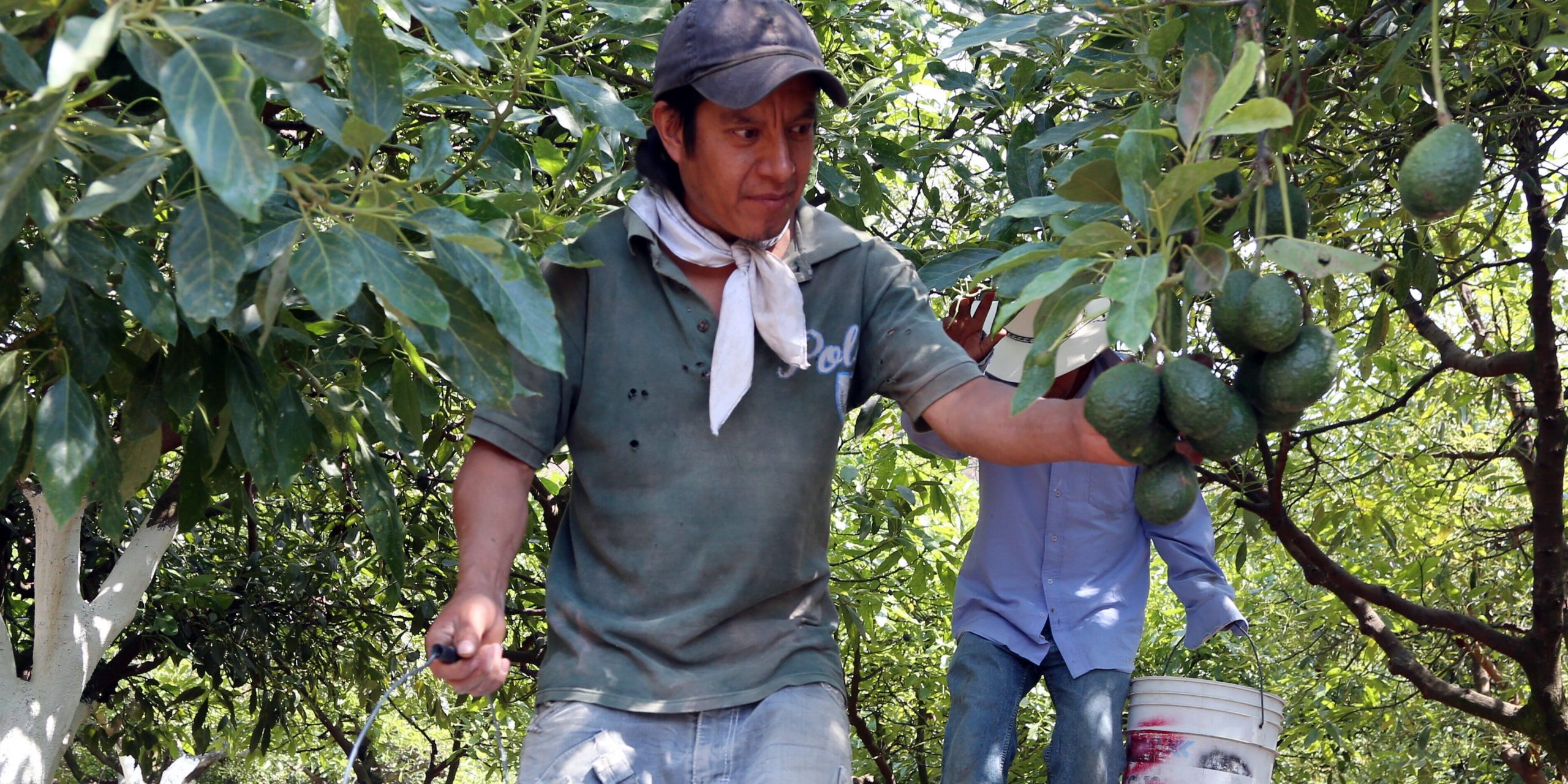 Farmers work at an avocado plantation in El Carmen ranch in the community of Tochimilco, Puebla State, Mexico, on April 5, 2019.