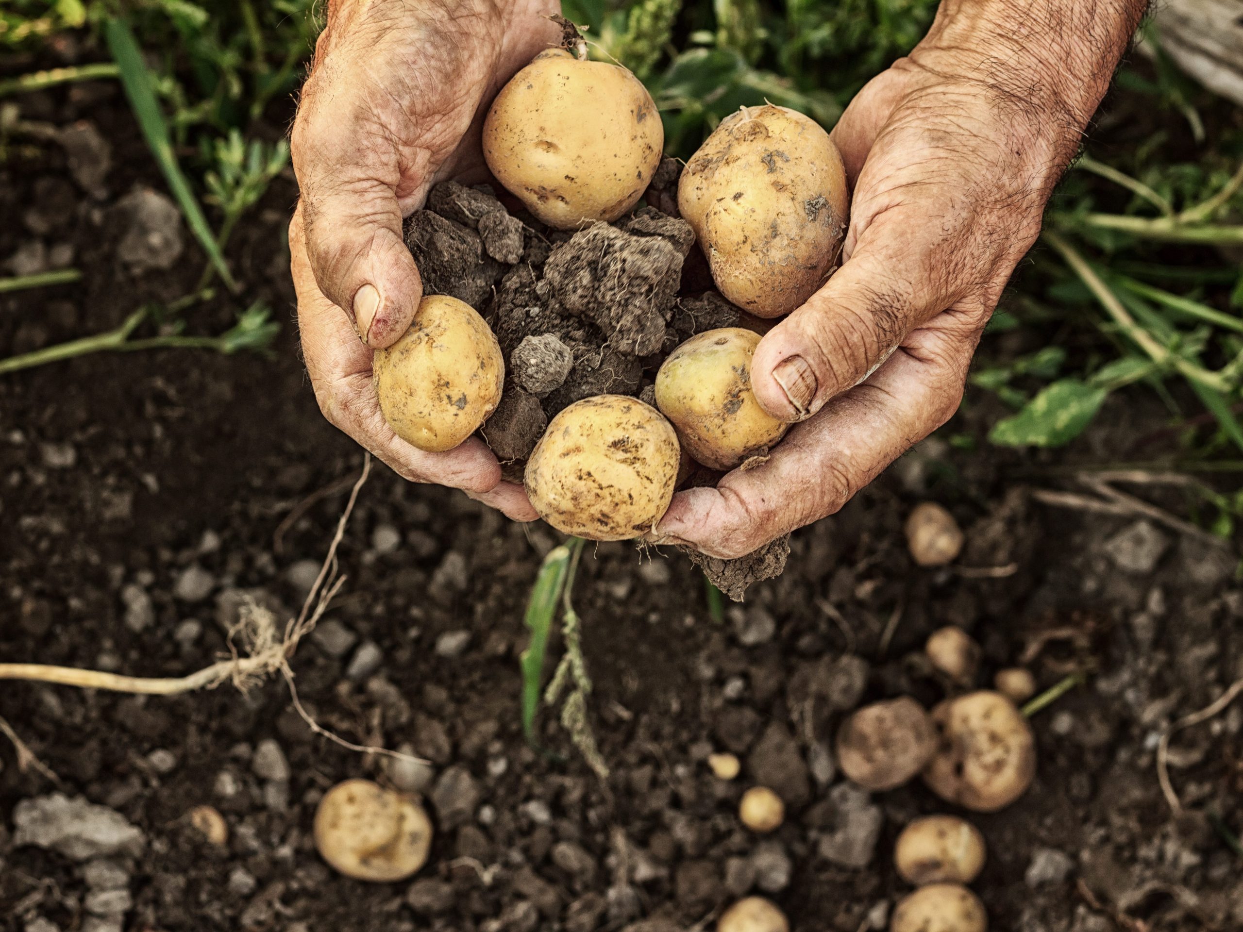 Fresh potatoes farmer