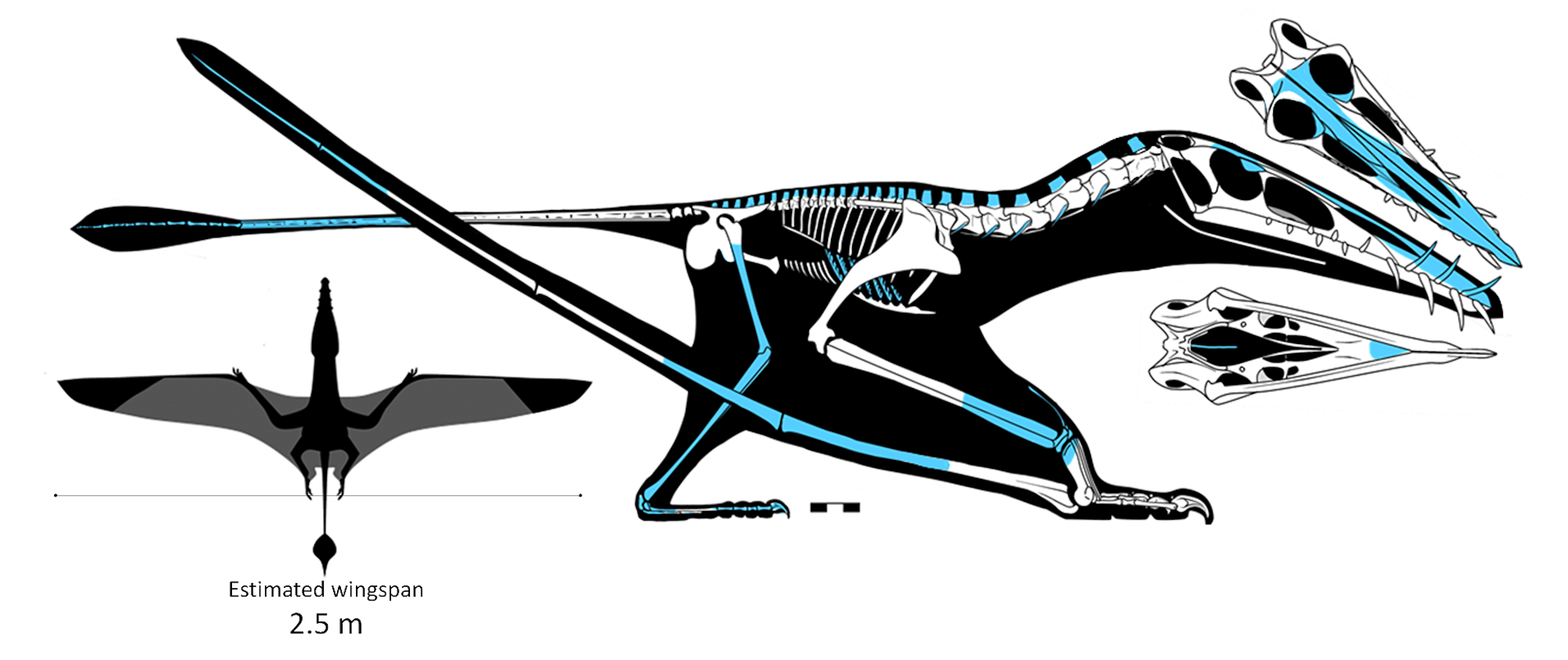 A diagram shows what the pterosaur would have looked like.