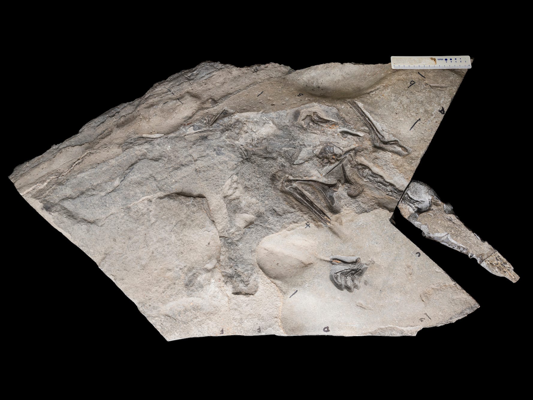 The skeleton of the pterosaurus is seen embeded in the rock.