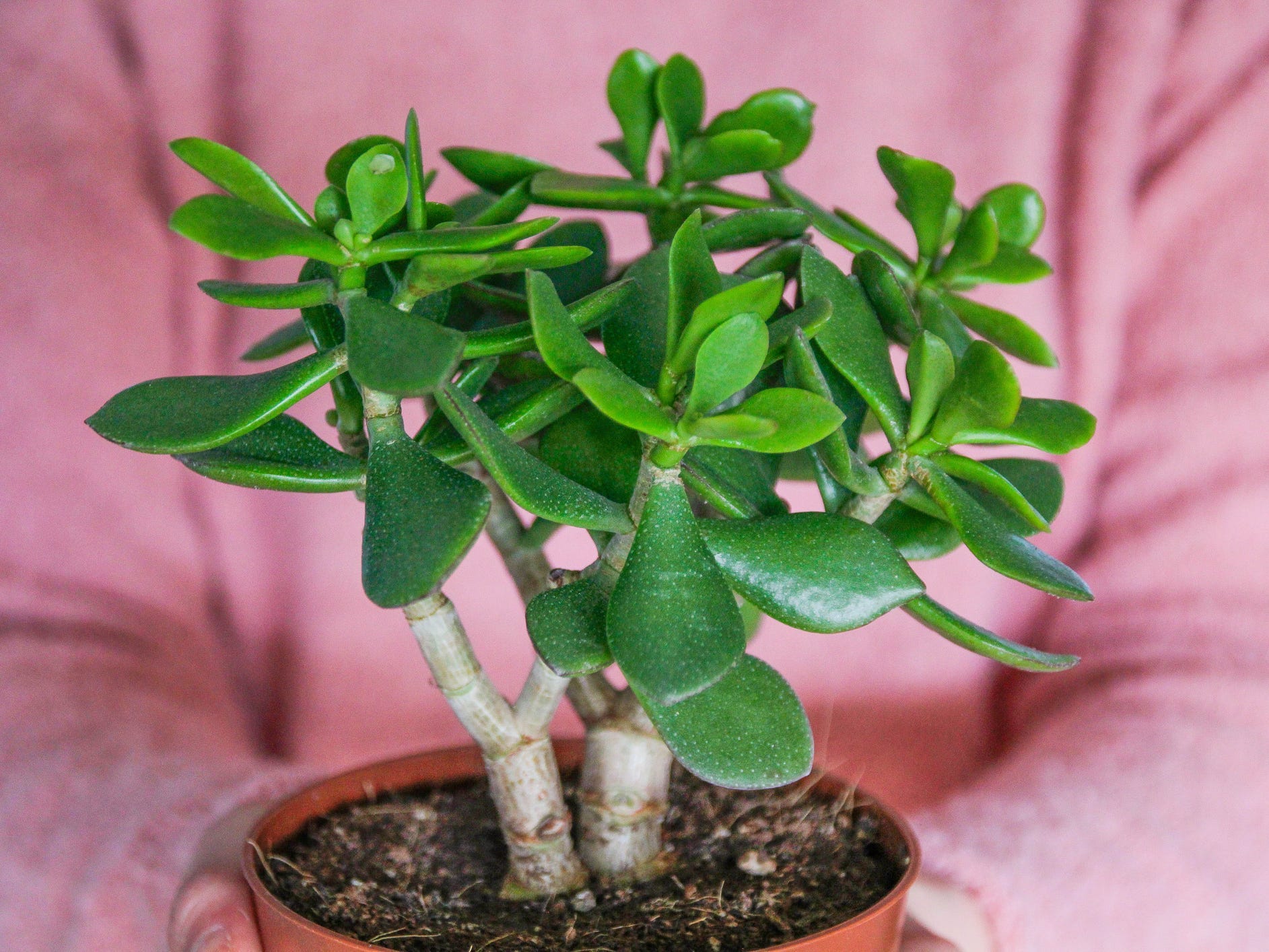 Person holding a jade tree