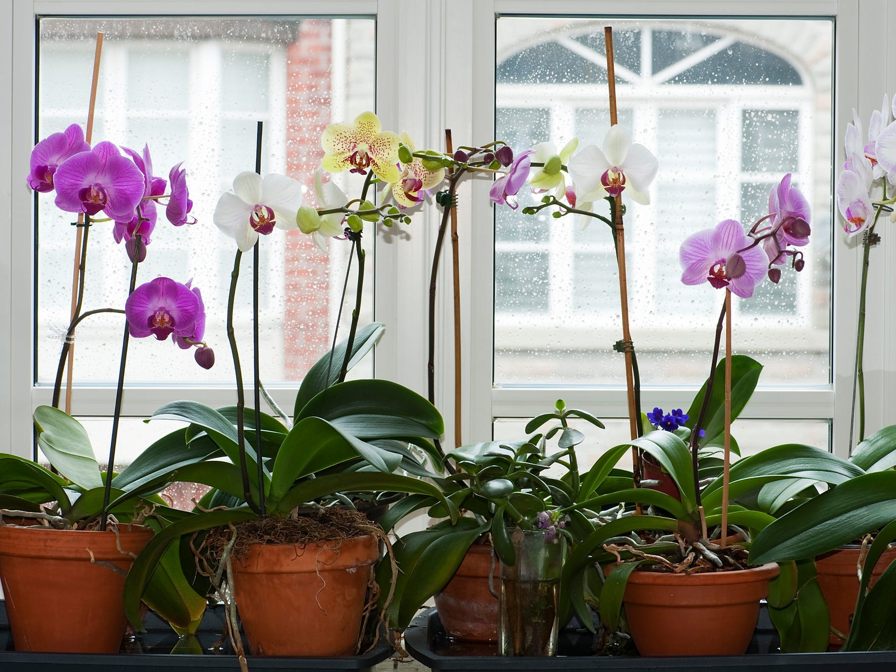 Moth orchids on a windowsill