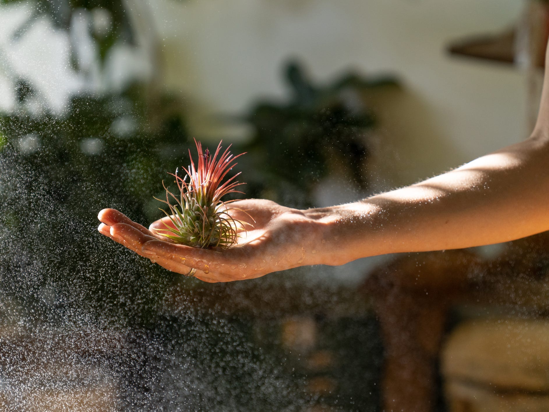 Person holding an air plant with mist in the air