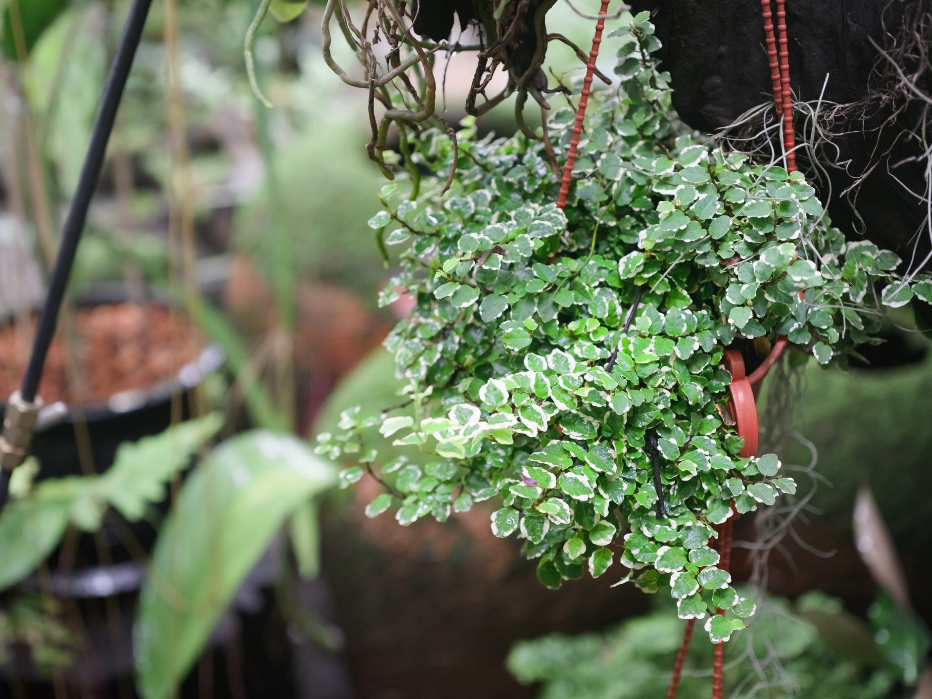 Creeping fig in a hanging pot
