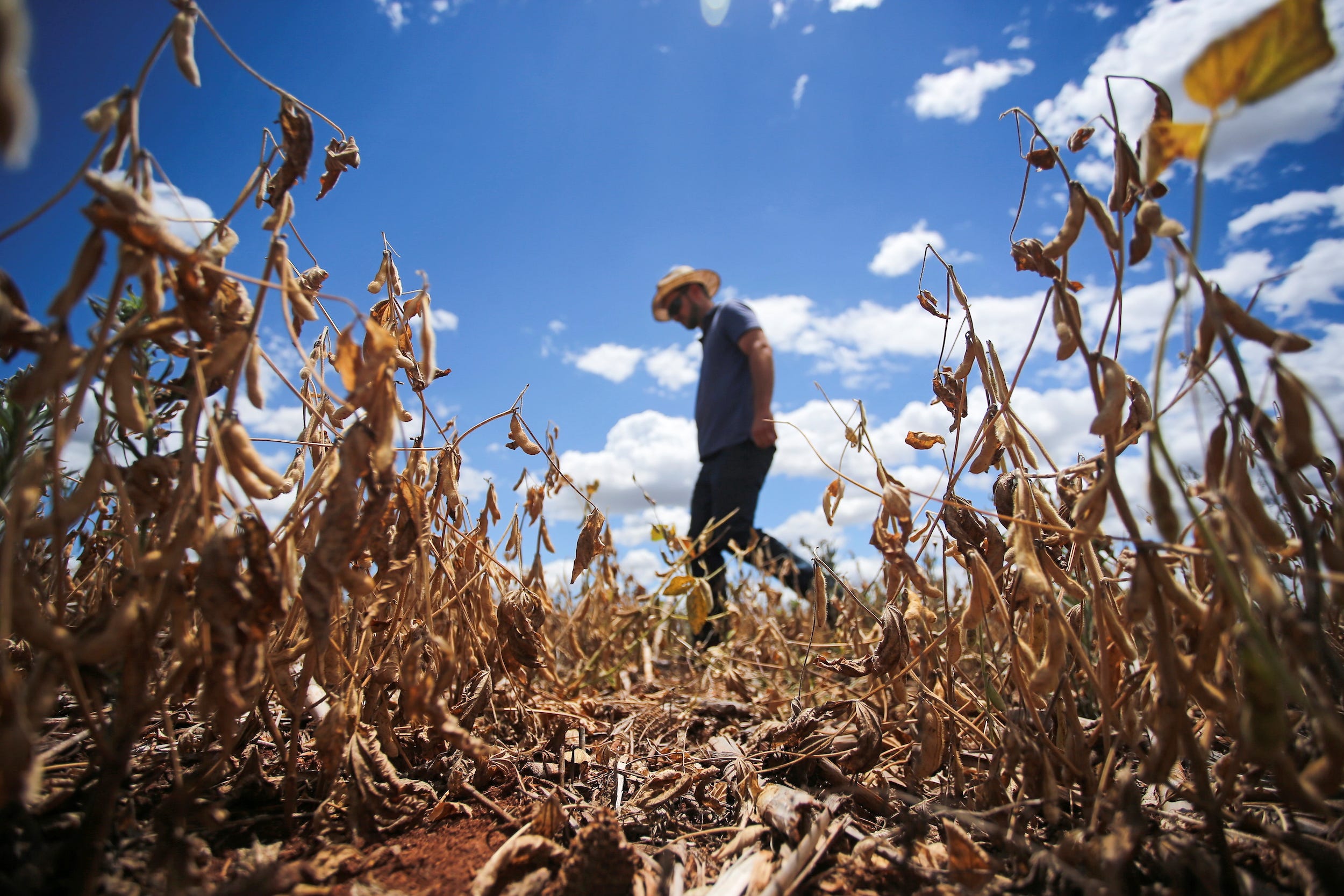 farmer walks through field of dried brown soybean plants