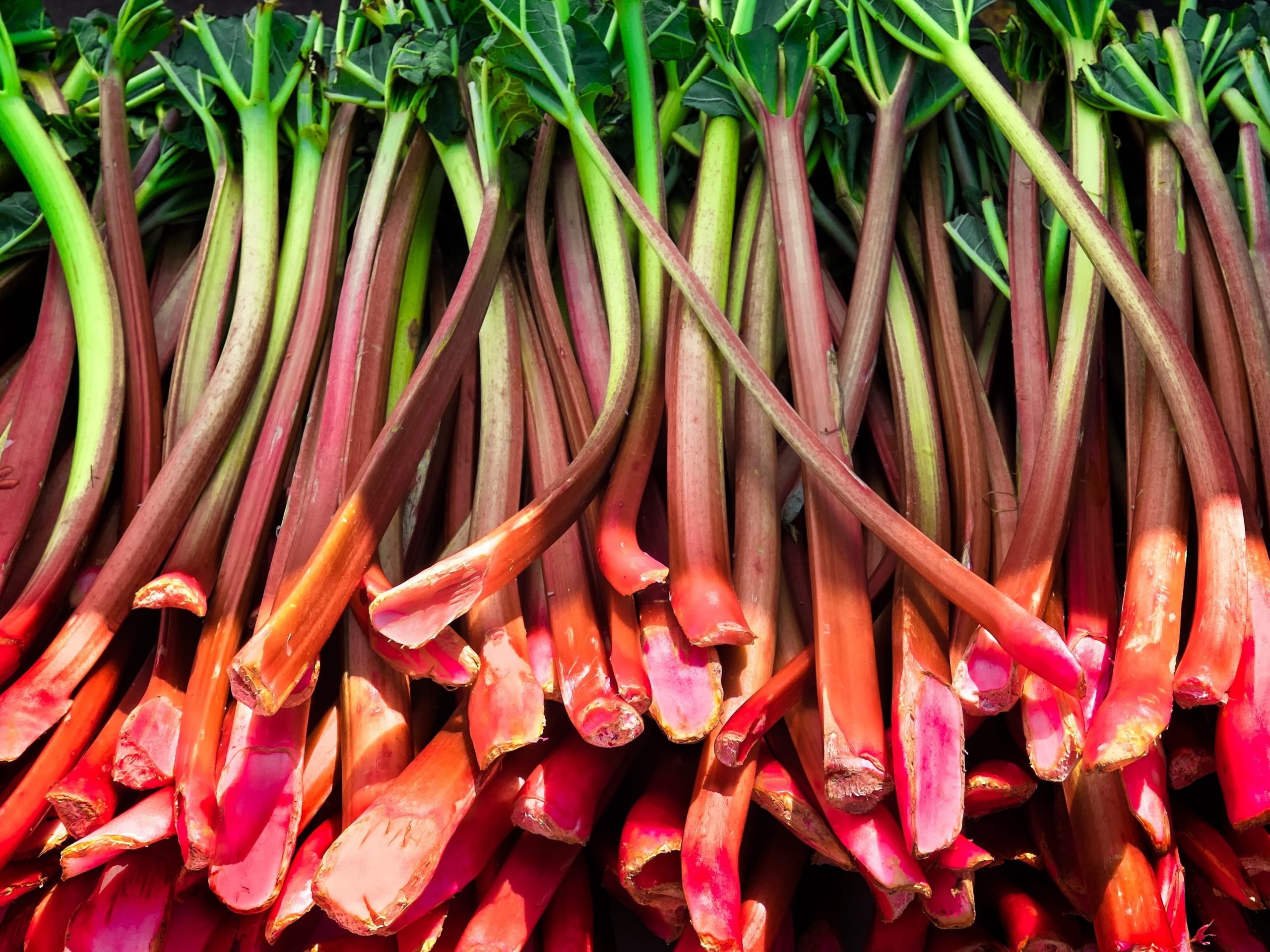 Close shot of a pile of harvested rhubarb