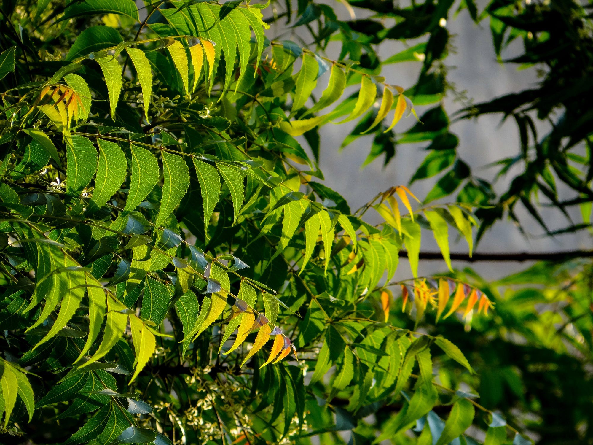 Neem tree close up