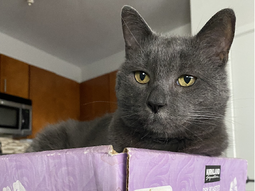 Madolline Gourley cat pet sitting