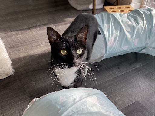 Madolline Gourley. Athena, the second cat I was tasked with looking after in Seattle