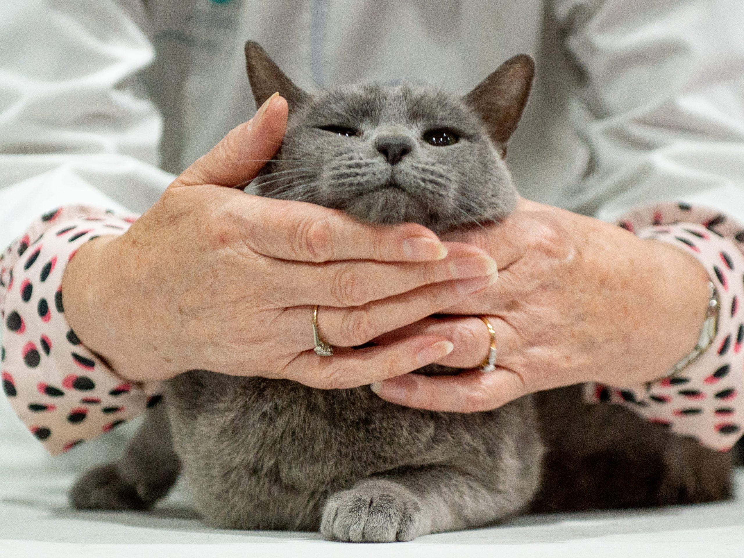 An image of a Russian blue cat with its face being framed by a pair of hands.
