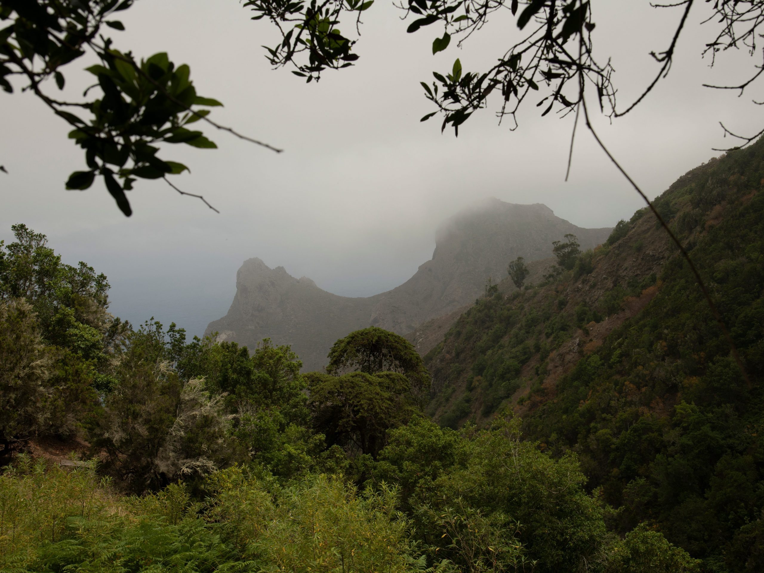 A misty forested area surrounded by mountains.