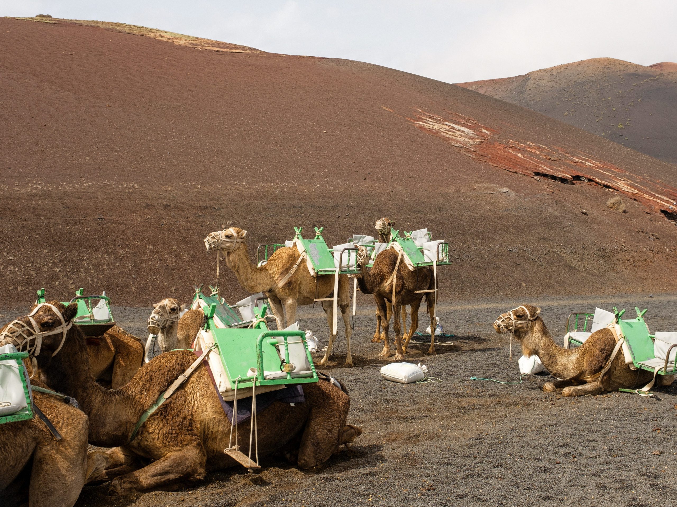 Camels wearing green saddles sitting and standing in a large hilly area made of volcanic soil.