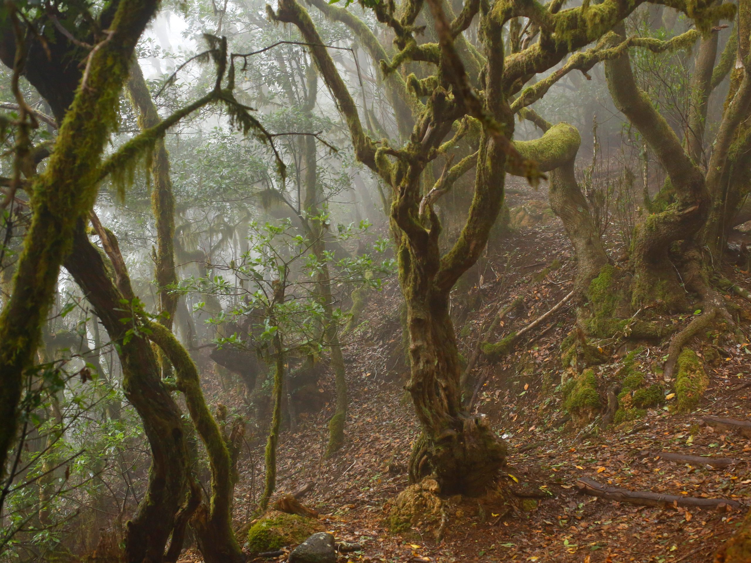 Twisted, moss-covered tree branched in a foggy forest.