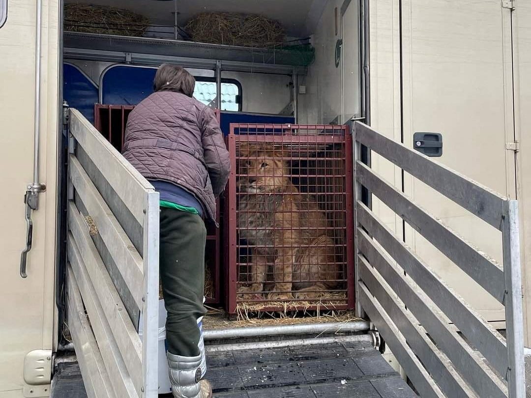 Lion travels from Kyiv to Poznan