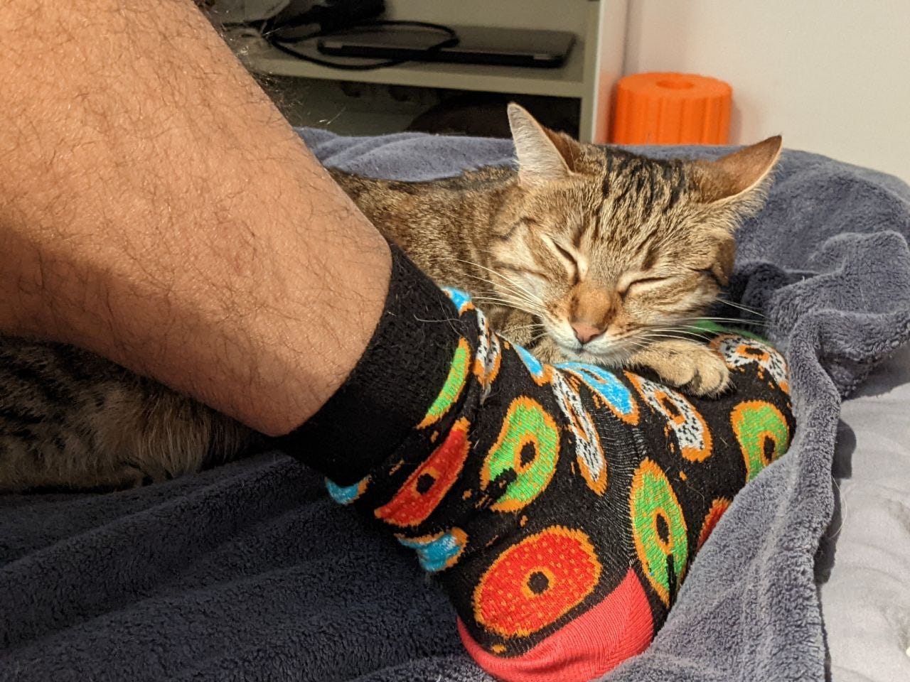 brown tabby cat naps on person's foot
