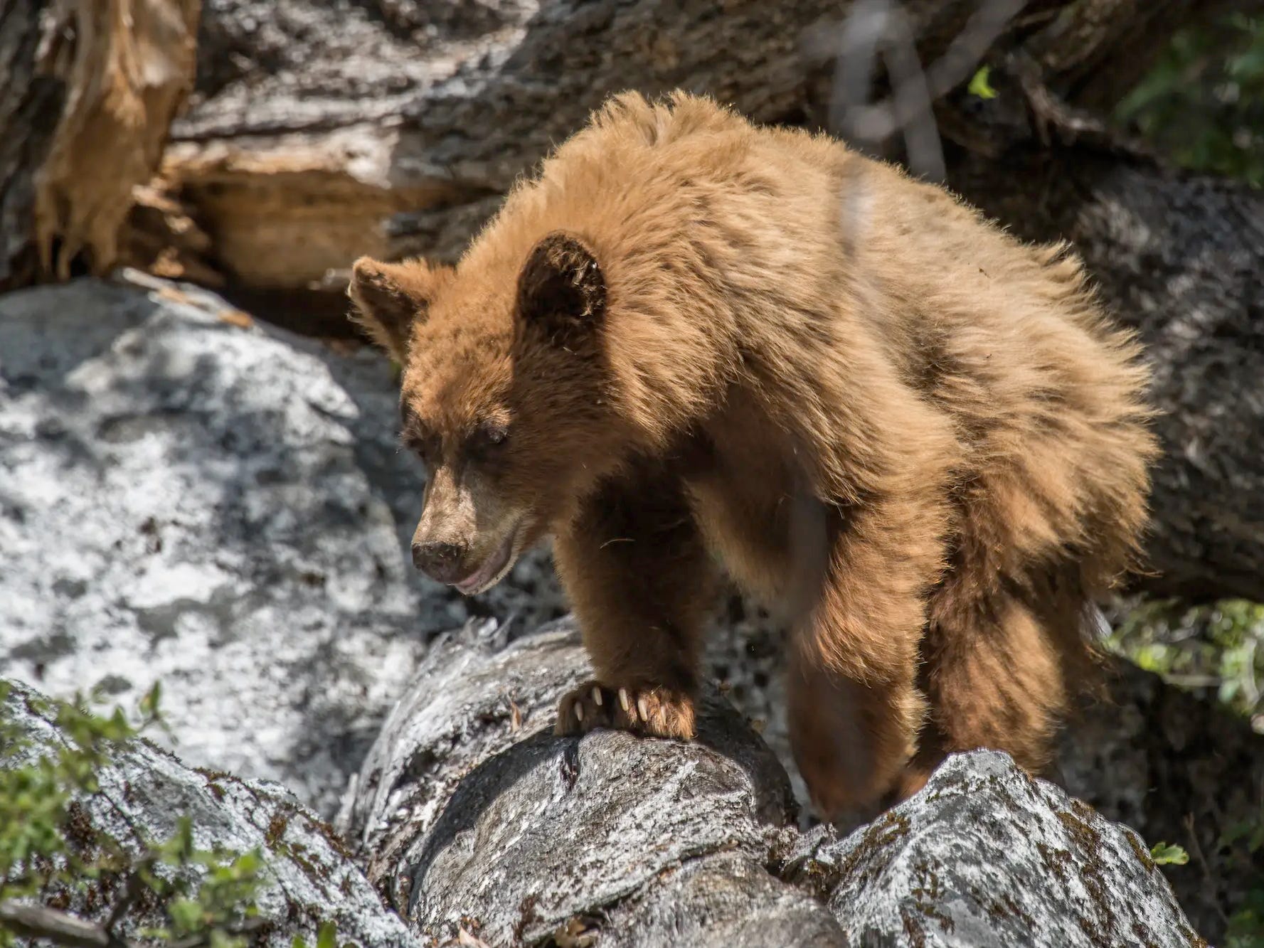 Grizzly Bear in Yosemite National Park, California for America the Beautiful pass, best experience gifts 2021