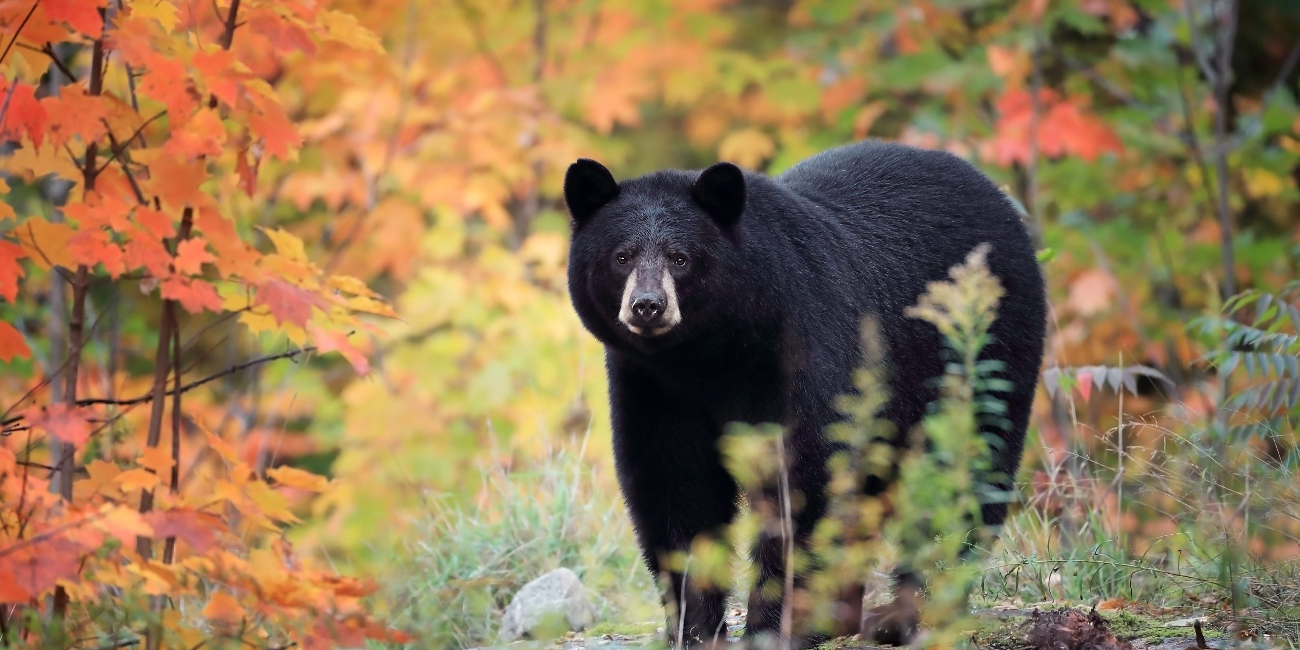 A wild black bear.