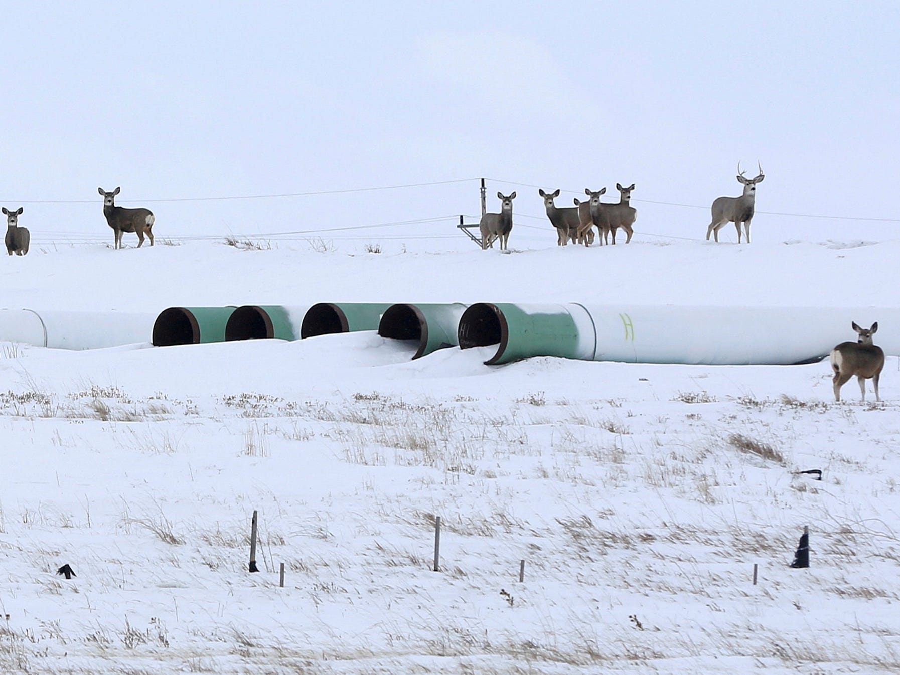 Deer gather at a depot used to store pipes for the planned Keystone XL oil pipeline in Gascoyne, North Dakota.