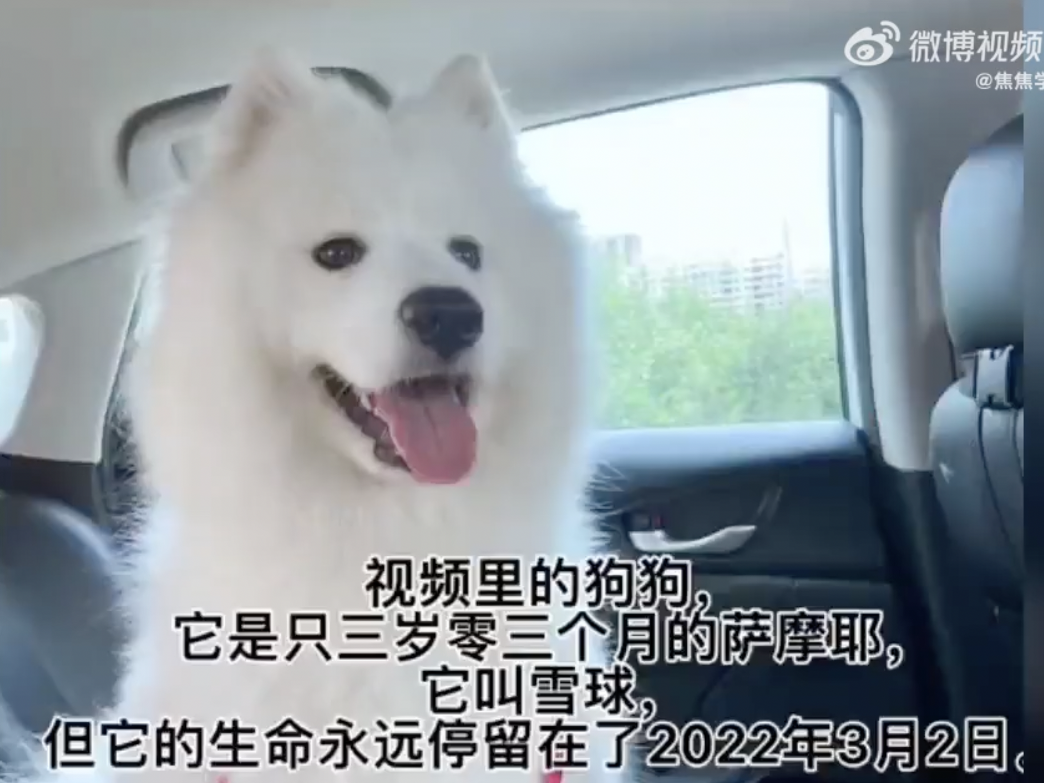 screenshot of weibo post featuring samoyed dog Snowball