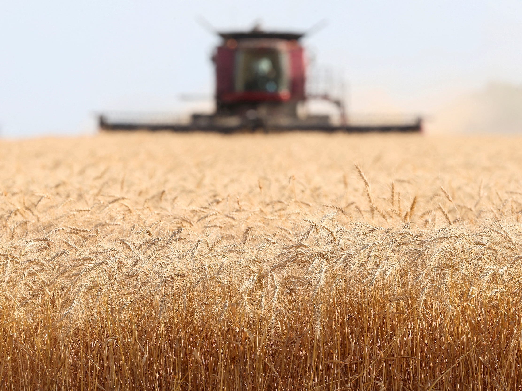 Wheat field harvest