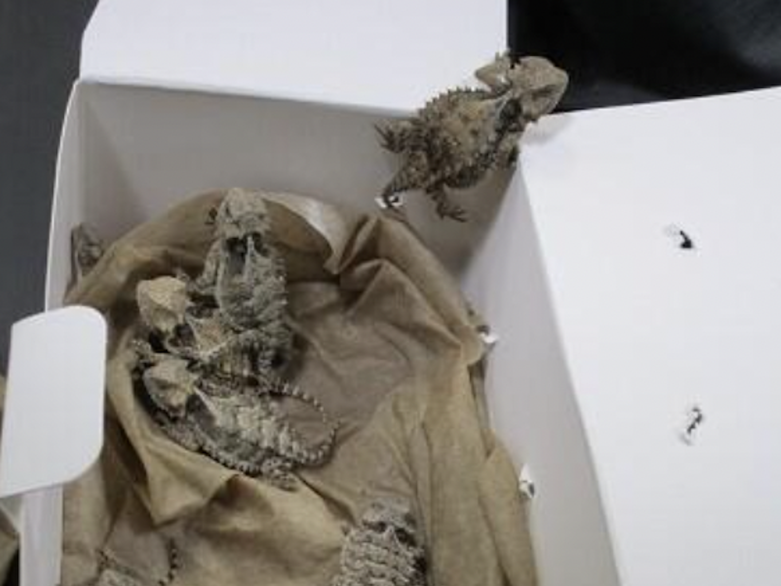 Some of the 49 horned lizards Border Agents say they confiscated from