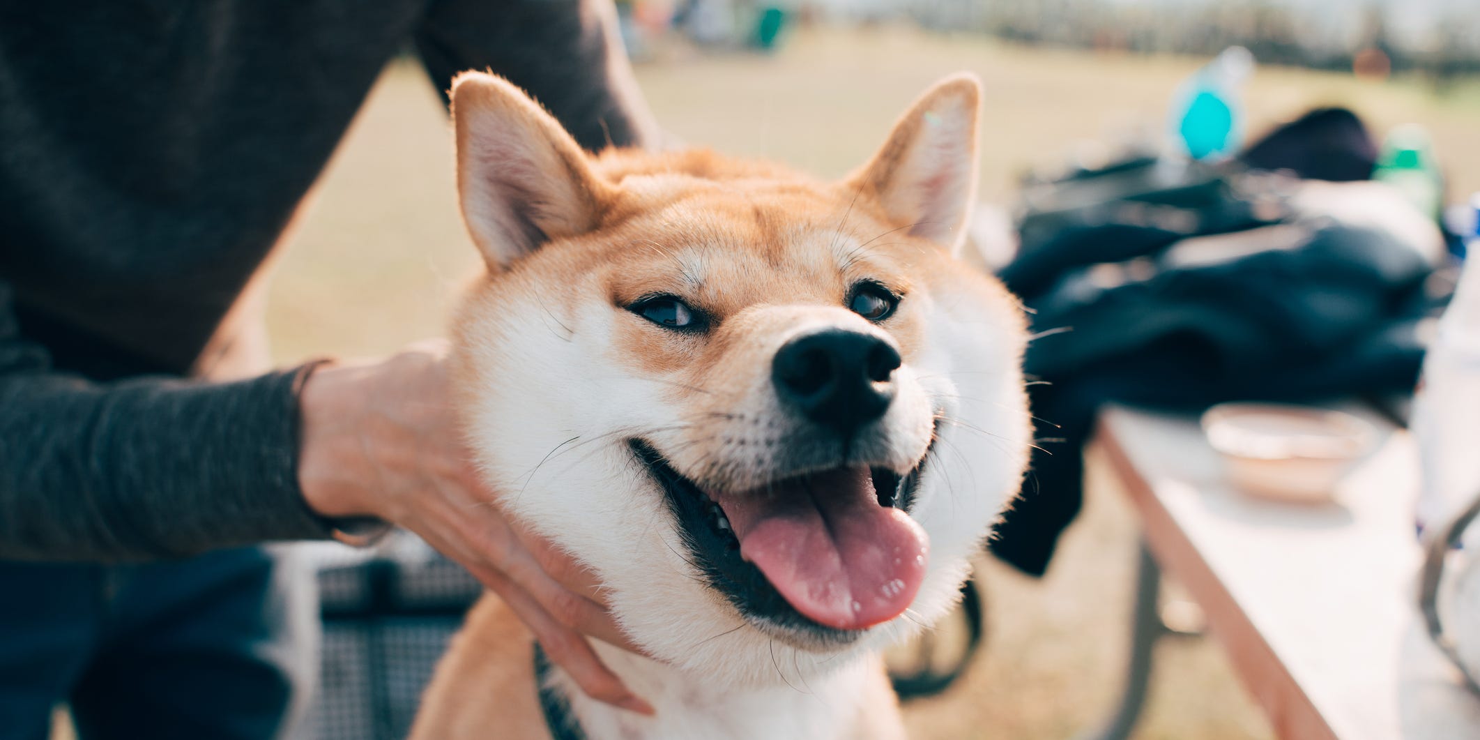 Shiba inu dog