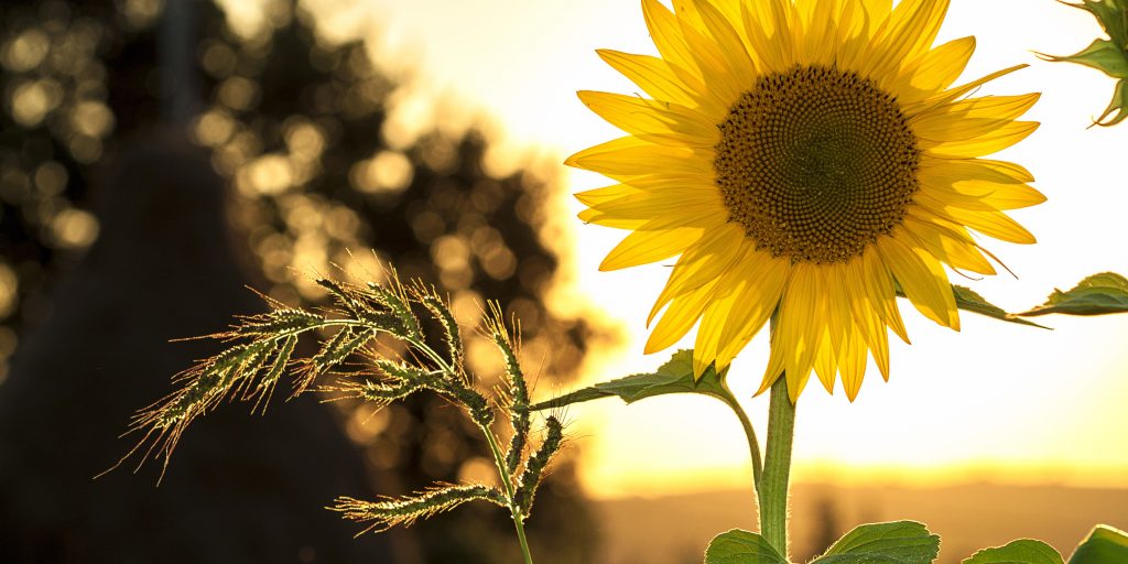 Zonnebloem