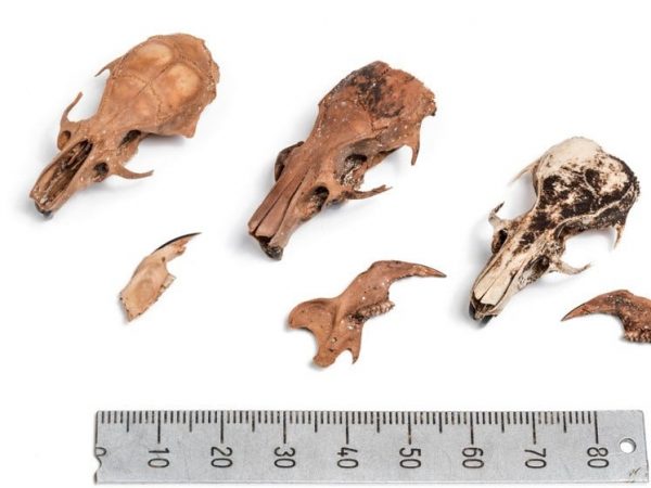 Dead rats found on an ancient shipwreck provide clues to its voyages ...