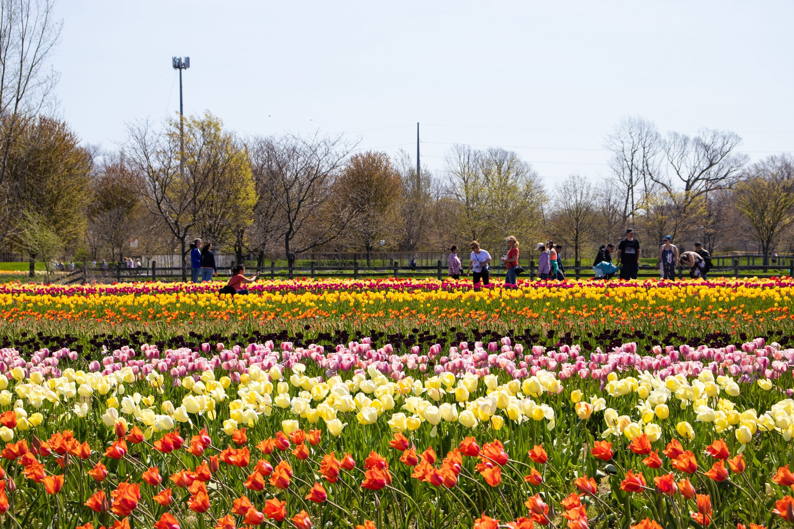Bezoekers nemen foto's van de rijen tulpen. 