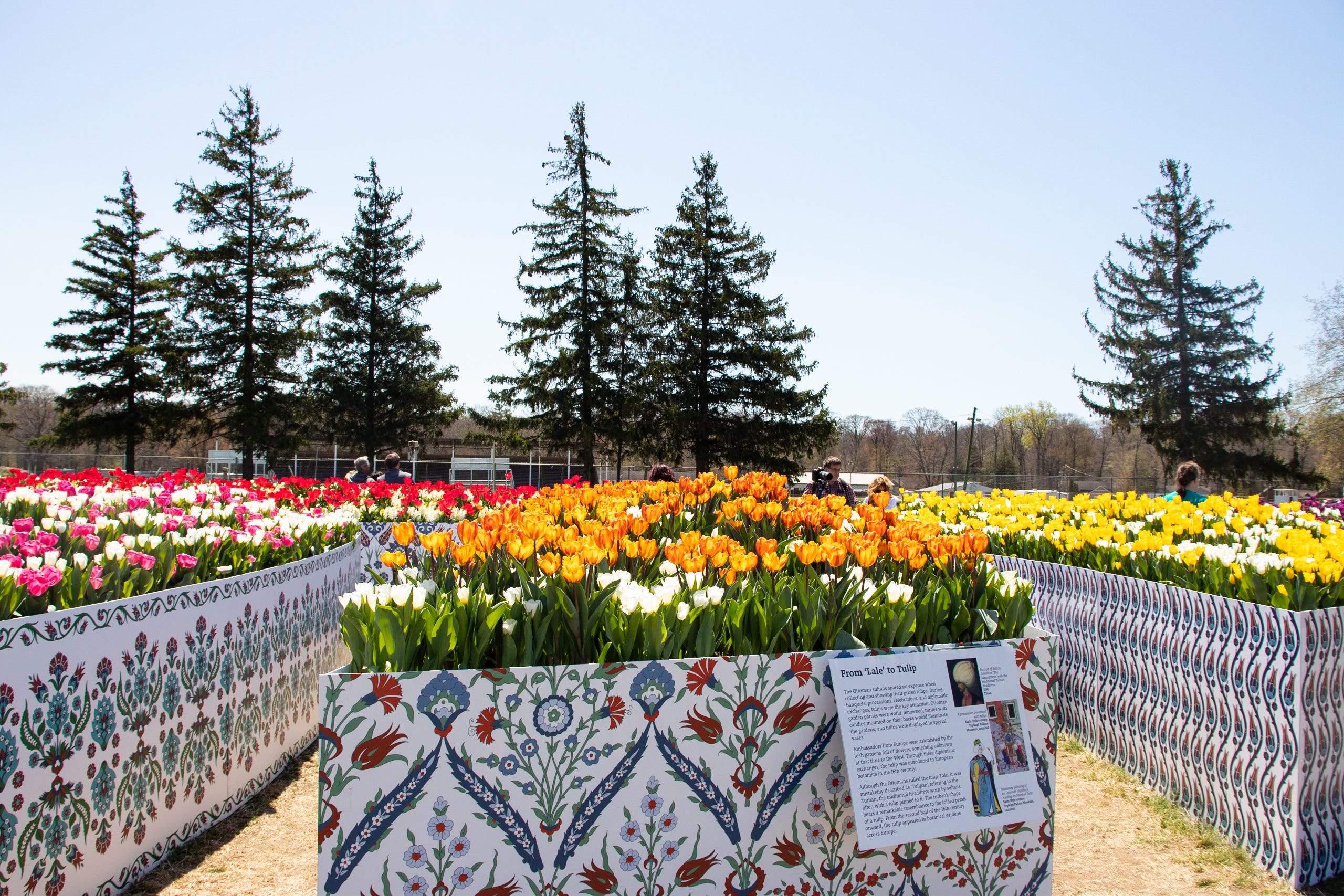 Tulpen worden getoond met een historische beschrijving. 
