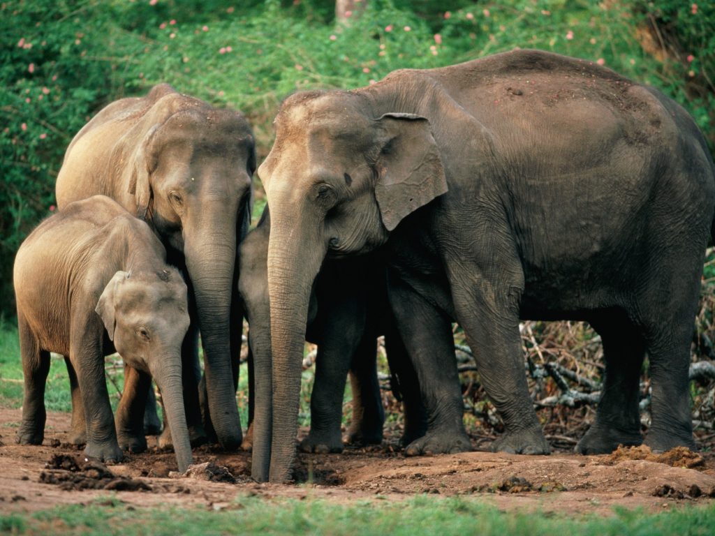 Scientists unravel the mystery of how elephants mourn their dead thanks