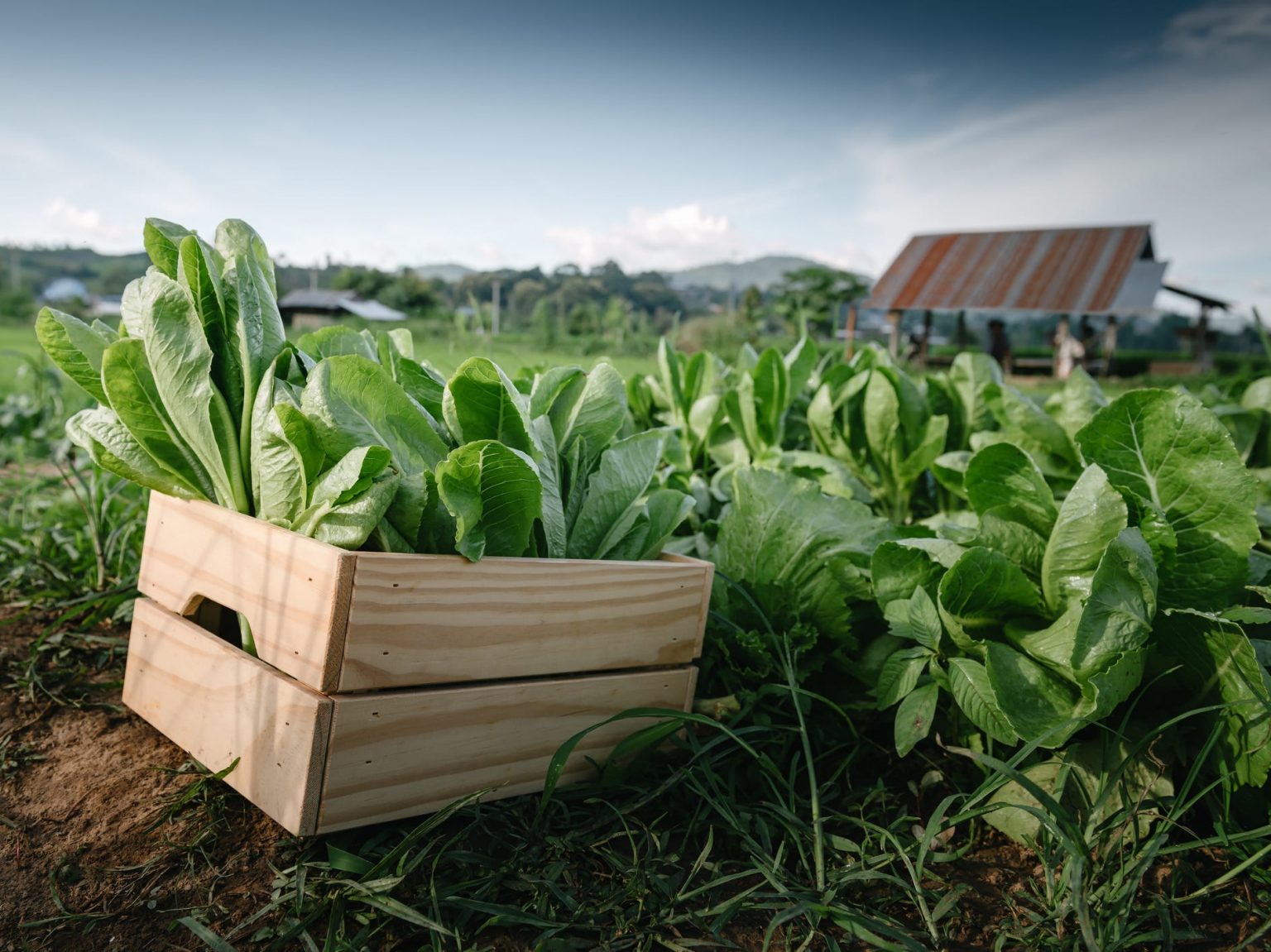 what-does-organic-food-actually-mean-grist