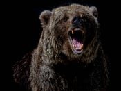 beurs bear market