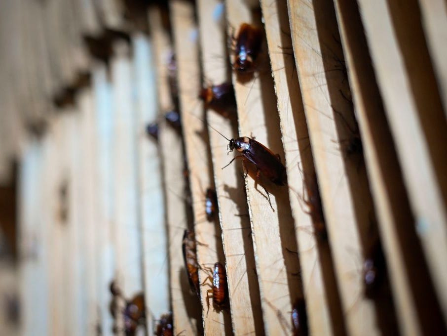 A Pest Company Says It Will Pay You 2000 To Release 100 Cockroaches