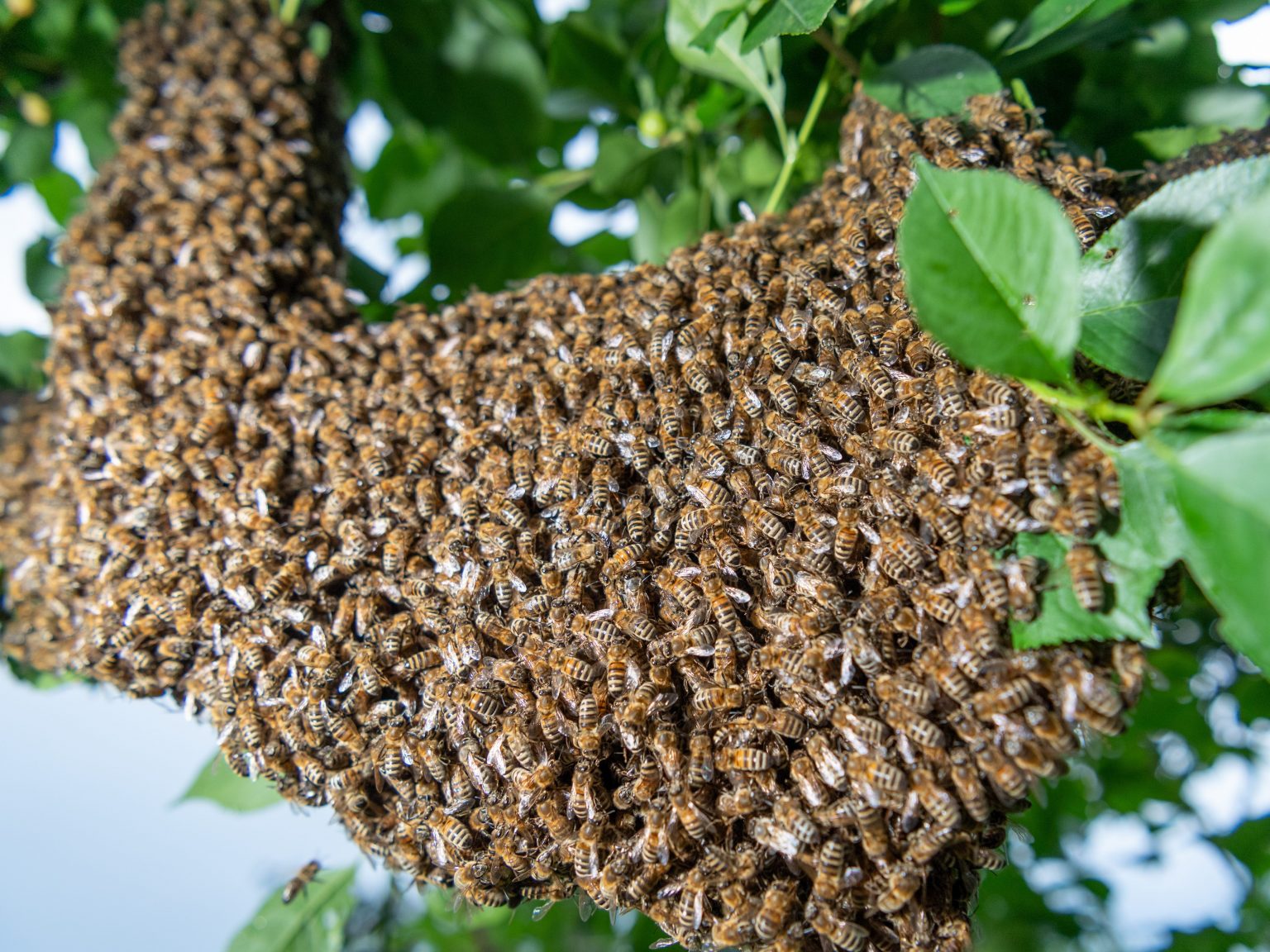 Ohio man wakes from coma after being stung over 20,000 times by bees ...