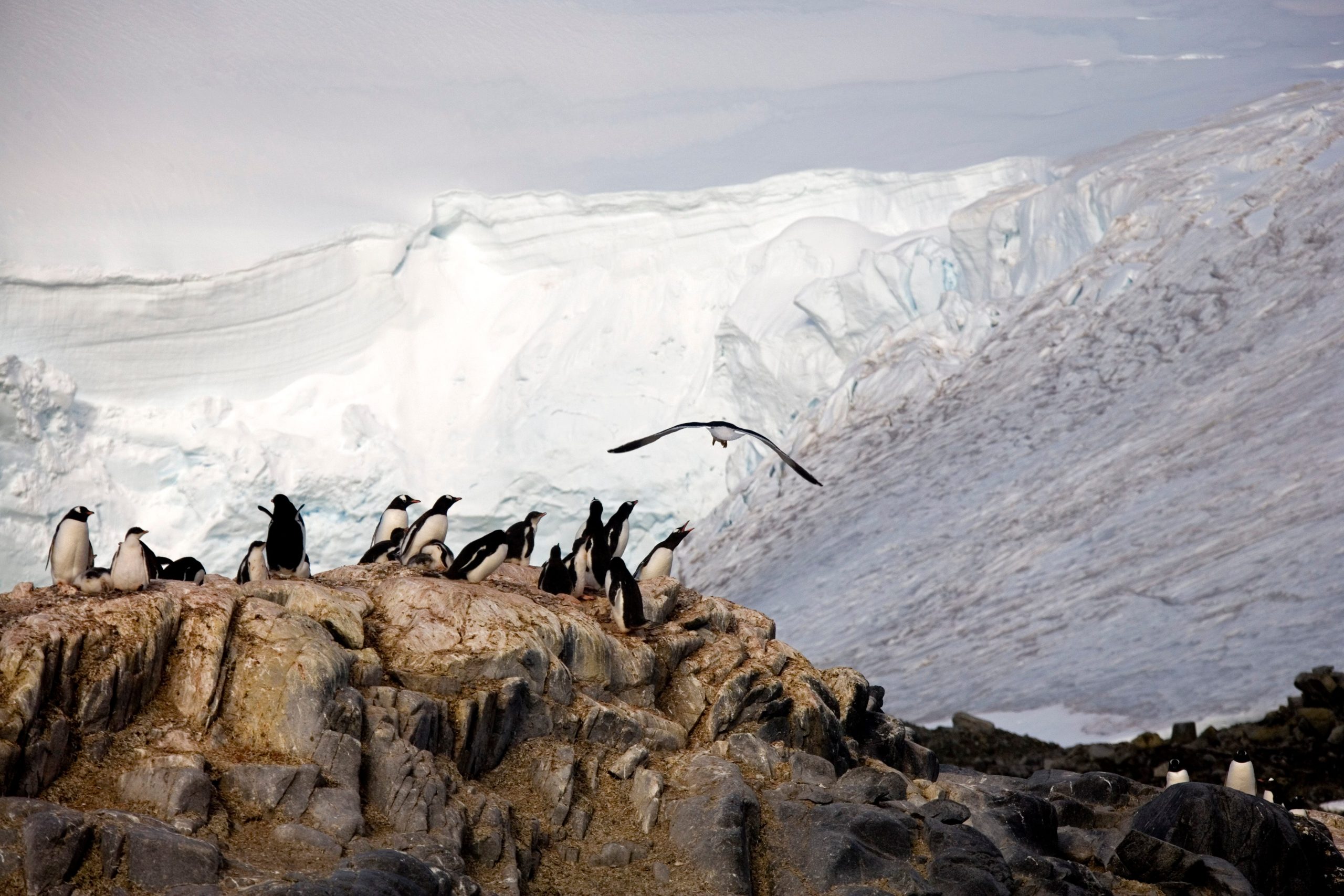 Gentoo pinguïns bij het "Pinguïn Postkantoor," op Port Lockroy op Goudier Island in Antarctica