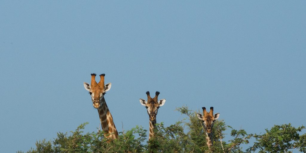hypotheekrentes