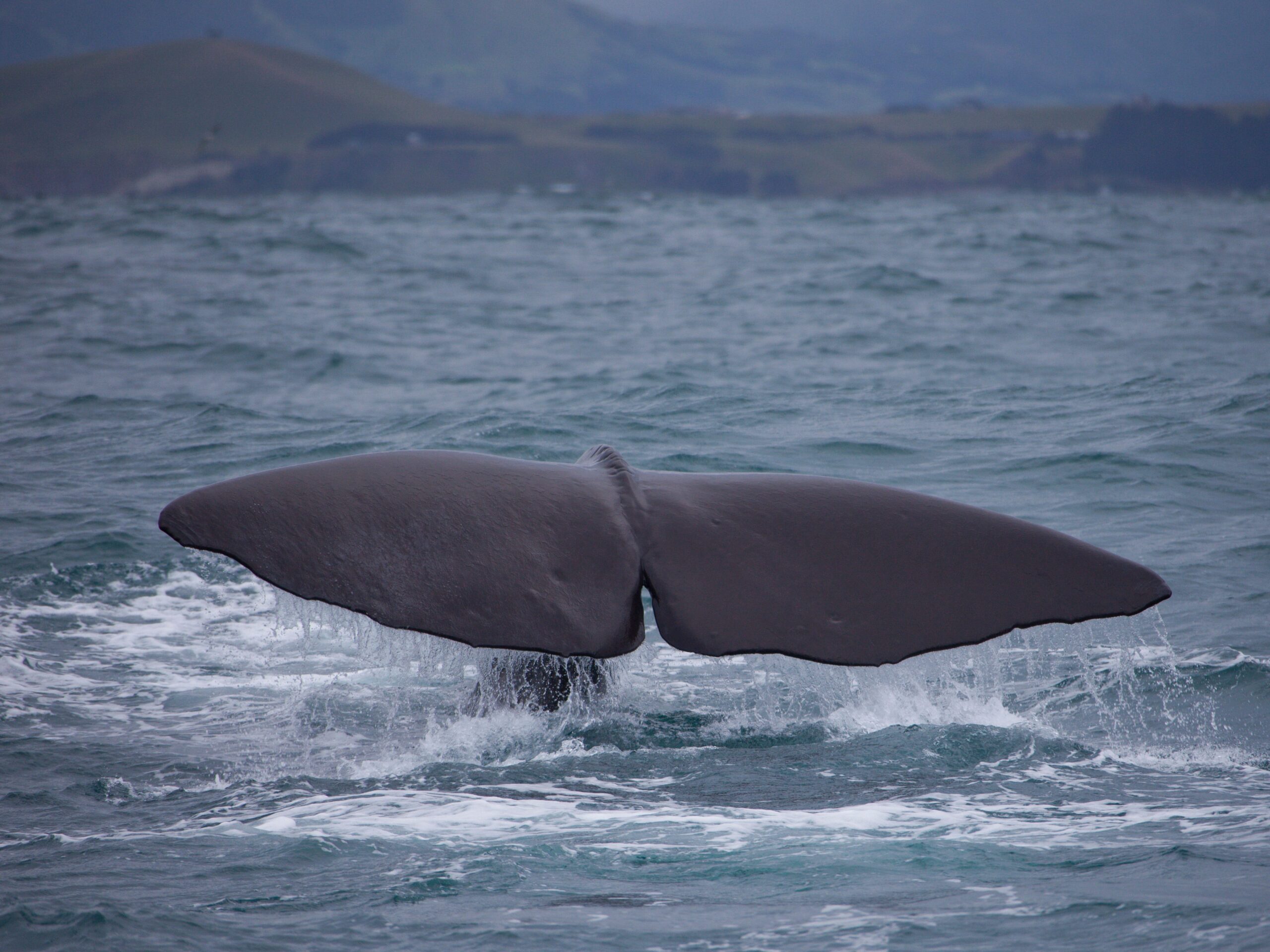 The tail of a Sperm Whale be seen on a boat tour with tourists on December 07, 2010 in Kaikoura, South Island, New Zealand.