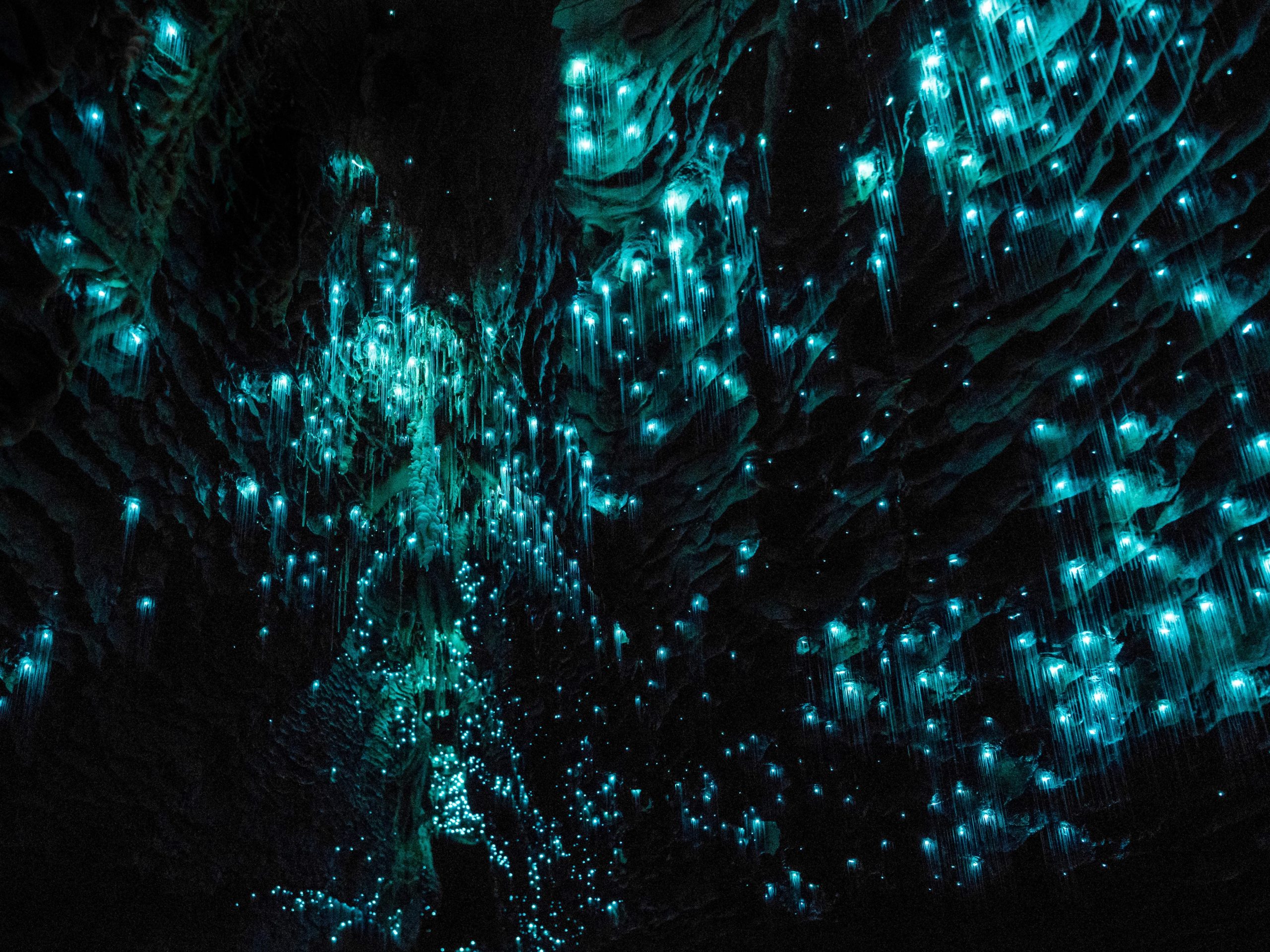 Kleine blauwe fluorescerende ballen van gloei wormen verspreiden zich over de donkere wanden van de grot.
