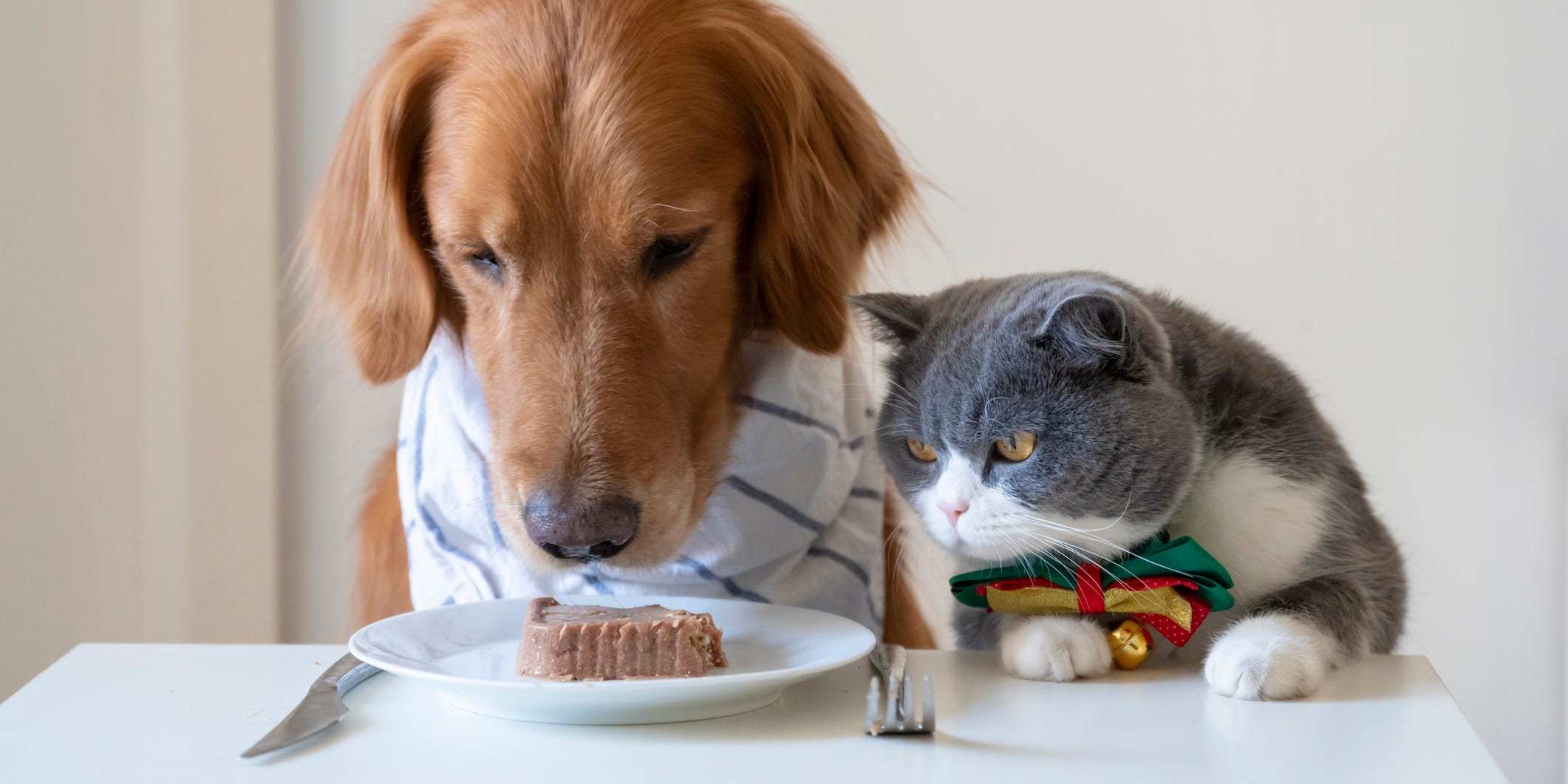 pet food for cats and dogs