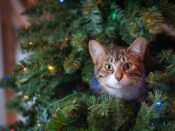 kerstboom kopen Nordmann fijnspar naalden geur